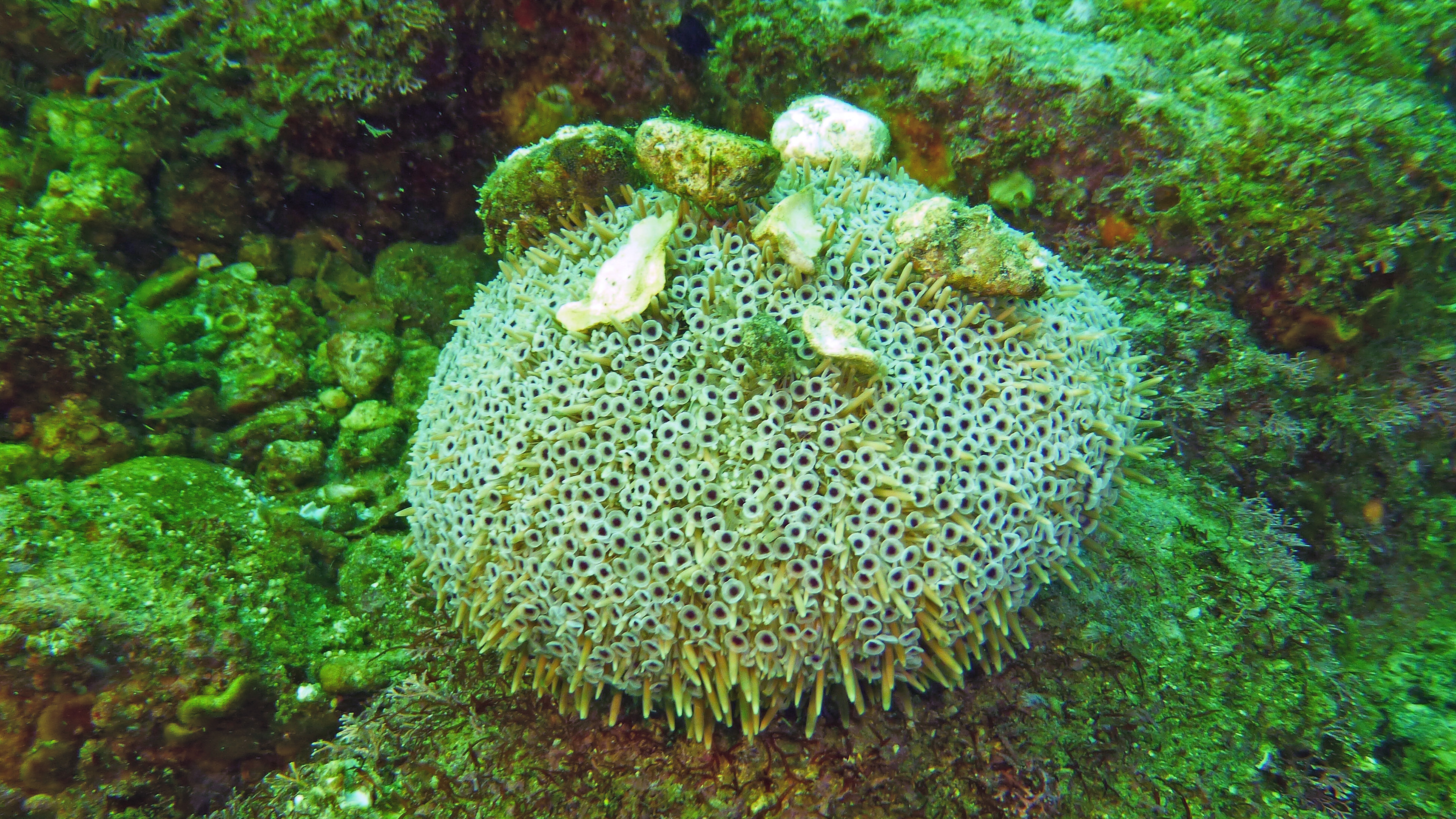Flower sea urchin, Danzante Isla, Baja California Sur, Mexico 2022.