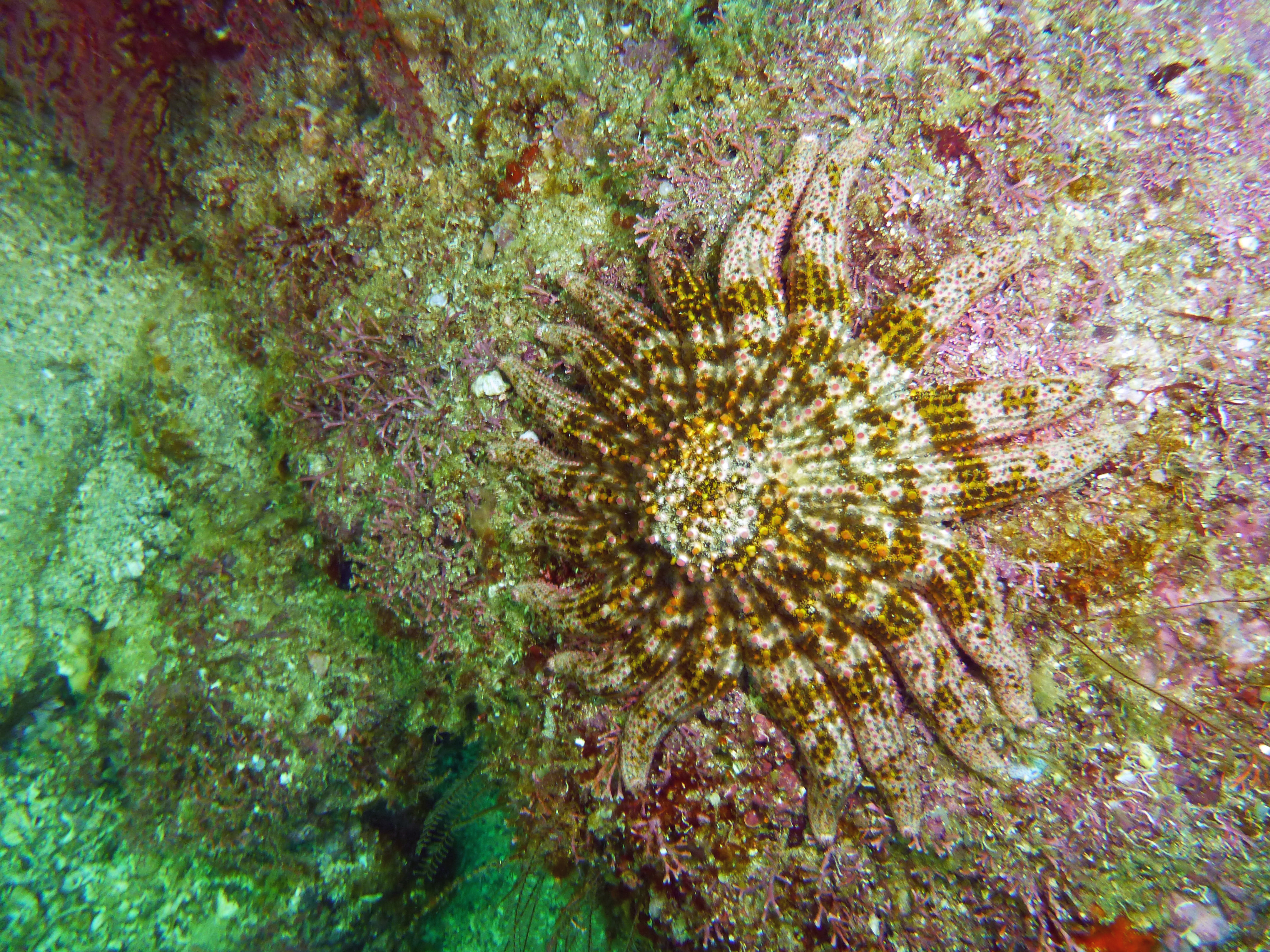 Gulf sun star, Isla Coronado, Baja California Sur, Mexico 2022.
