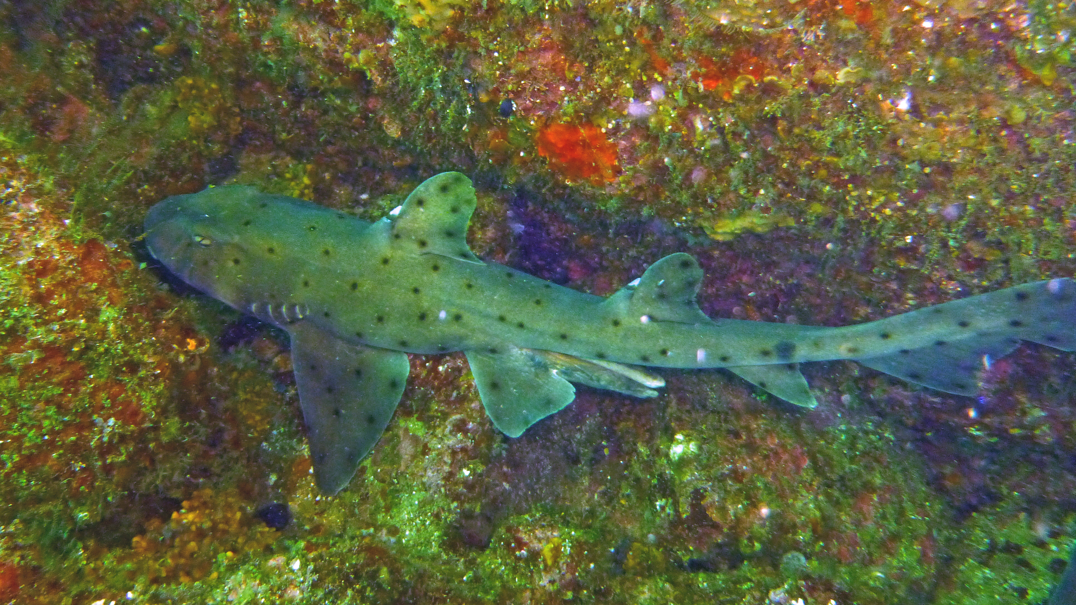 Horn shark, Danzante Isla, Baja California Sur, Mexico 2022.