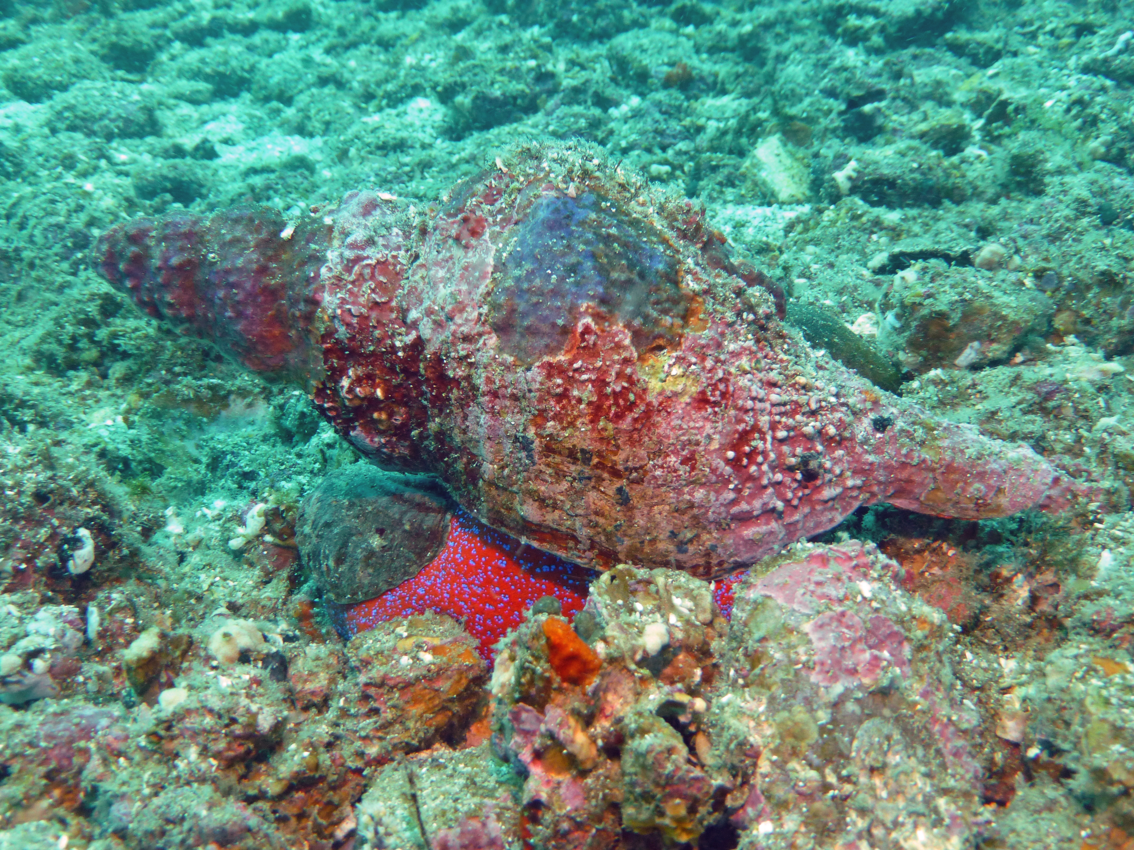 Large horse conch, Isla Coronado, Baja California Sur, Mexico 2022.