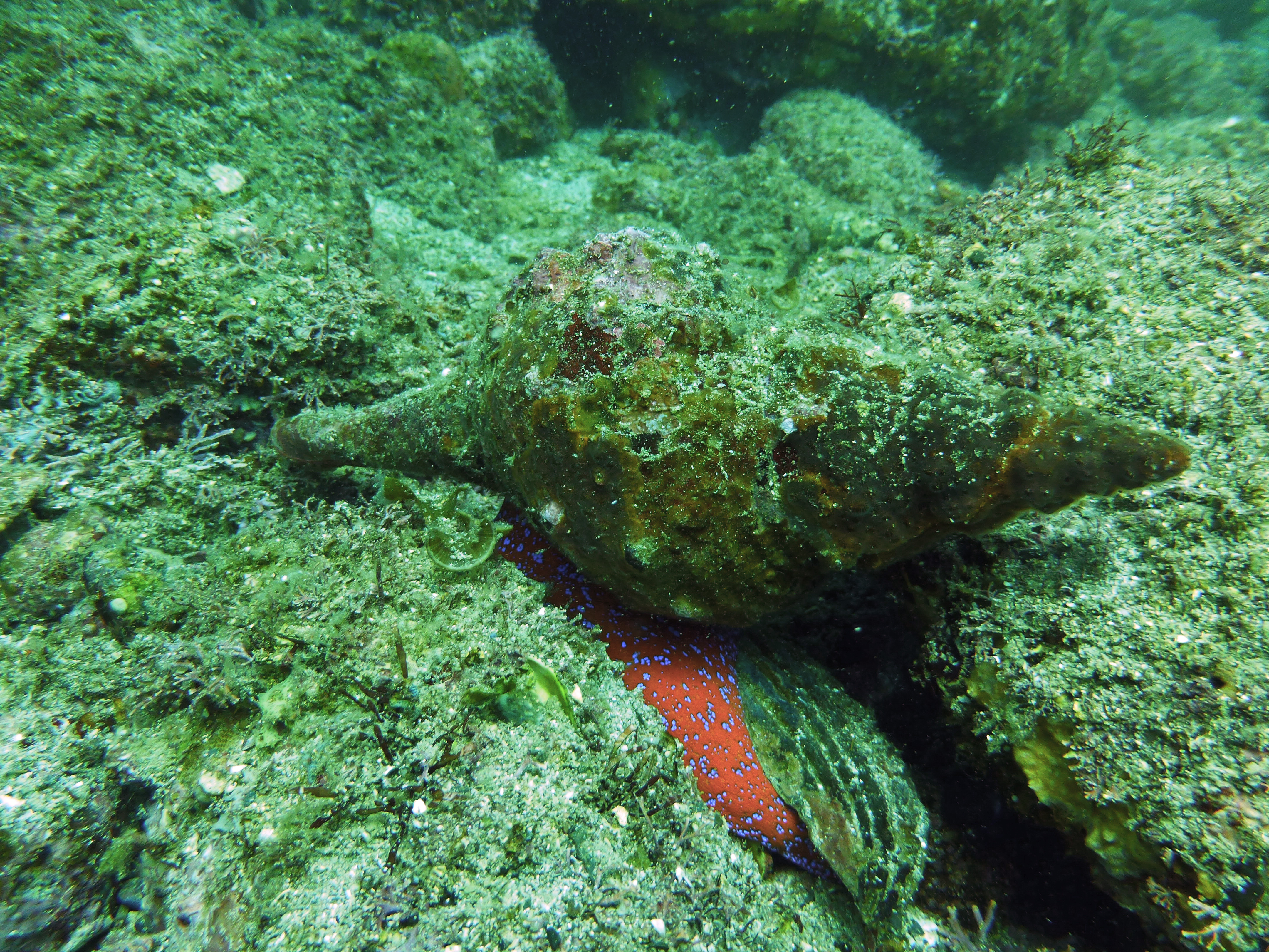 Horse conch, Isla Coronado, BCS, Mexico 2022.