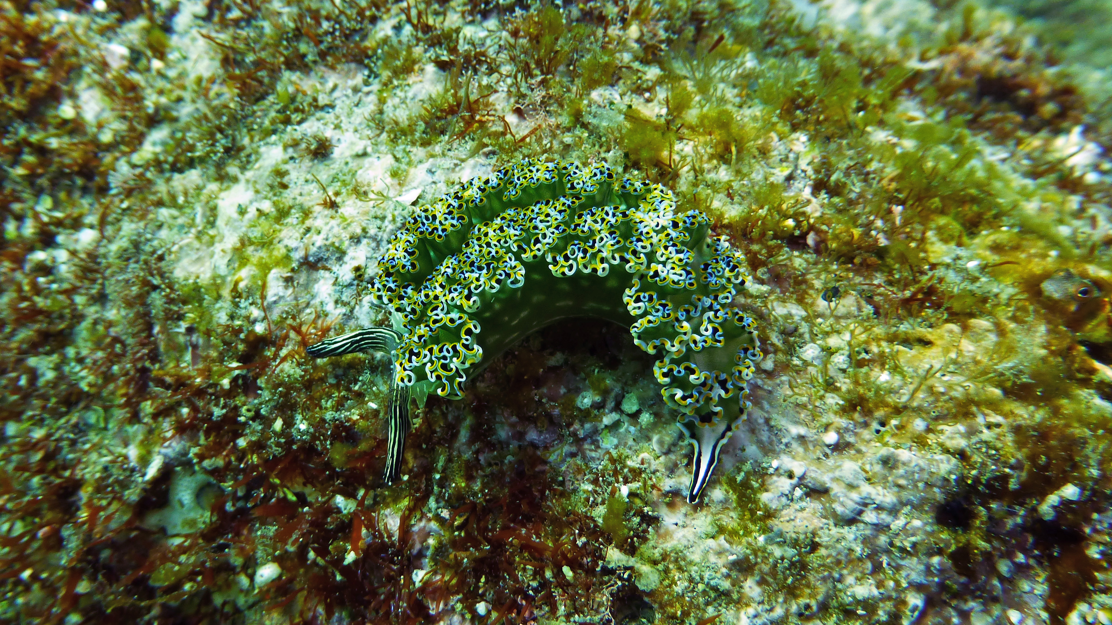 Large Mexican dancer nudibranch, Isla Coronado, BCS, Mexico 2022.