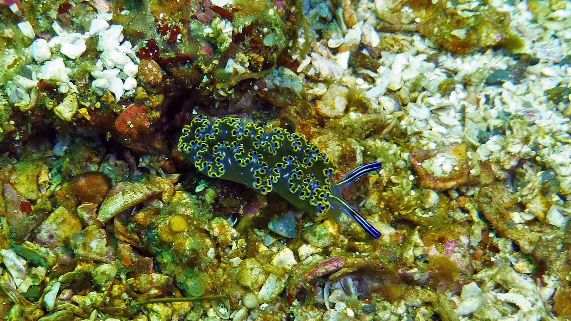 Smaller Mexican dancer nudibranch, Isla Coronado, BCS, Mexico 2022.