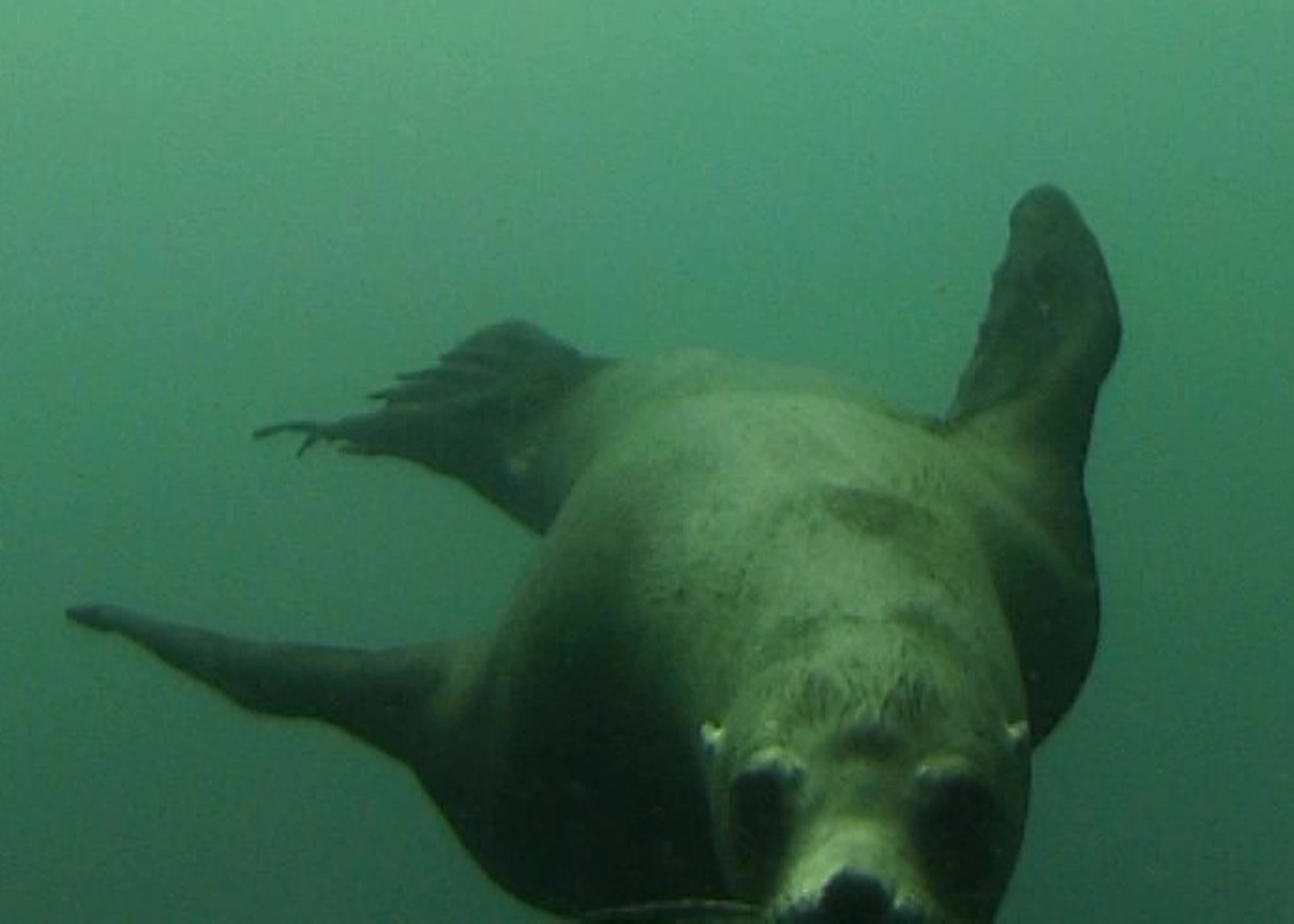 Close up with a California sea lion, Isla Coronado, BCS, Mexico 2022.