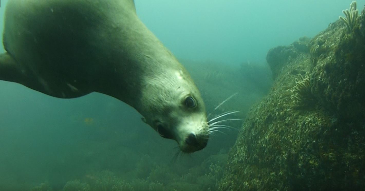 Close up with a California sea lion, Isla Coronado, BCS, Mexico 2022.