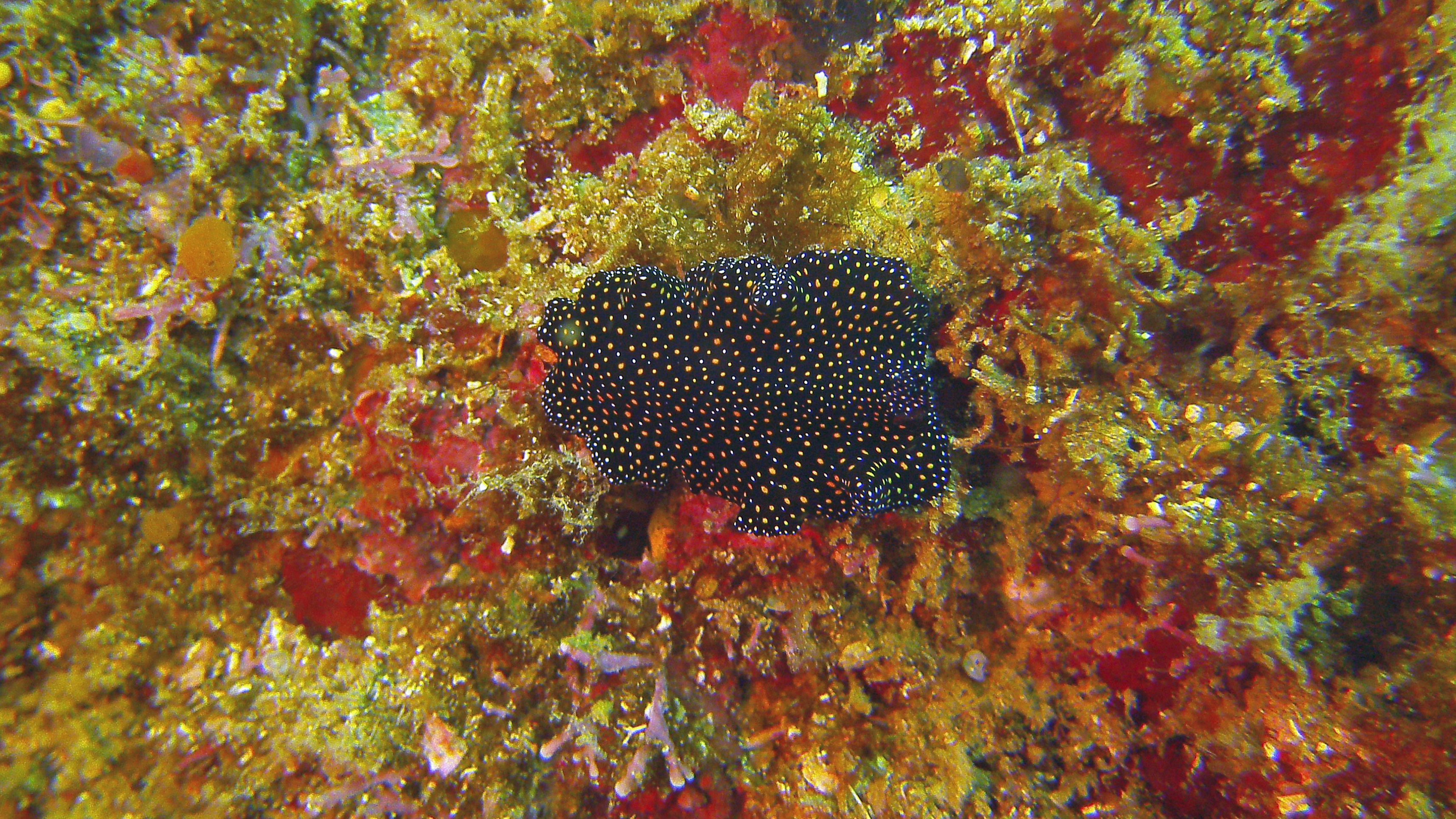 Speckled flatworm, Isla Coronado, Baja California Sur, Mexico 2022.