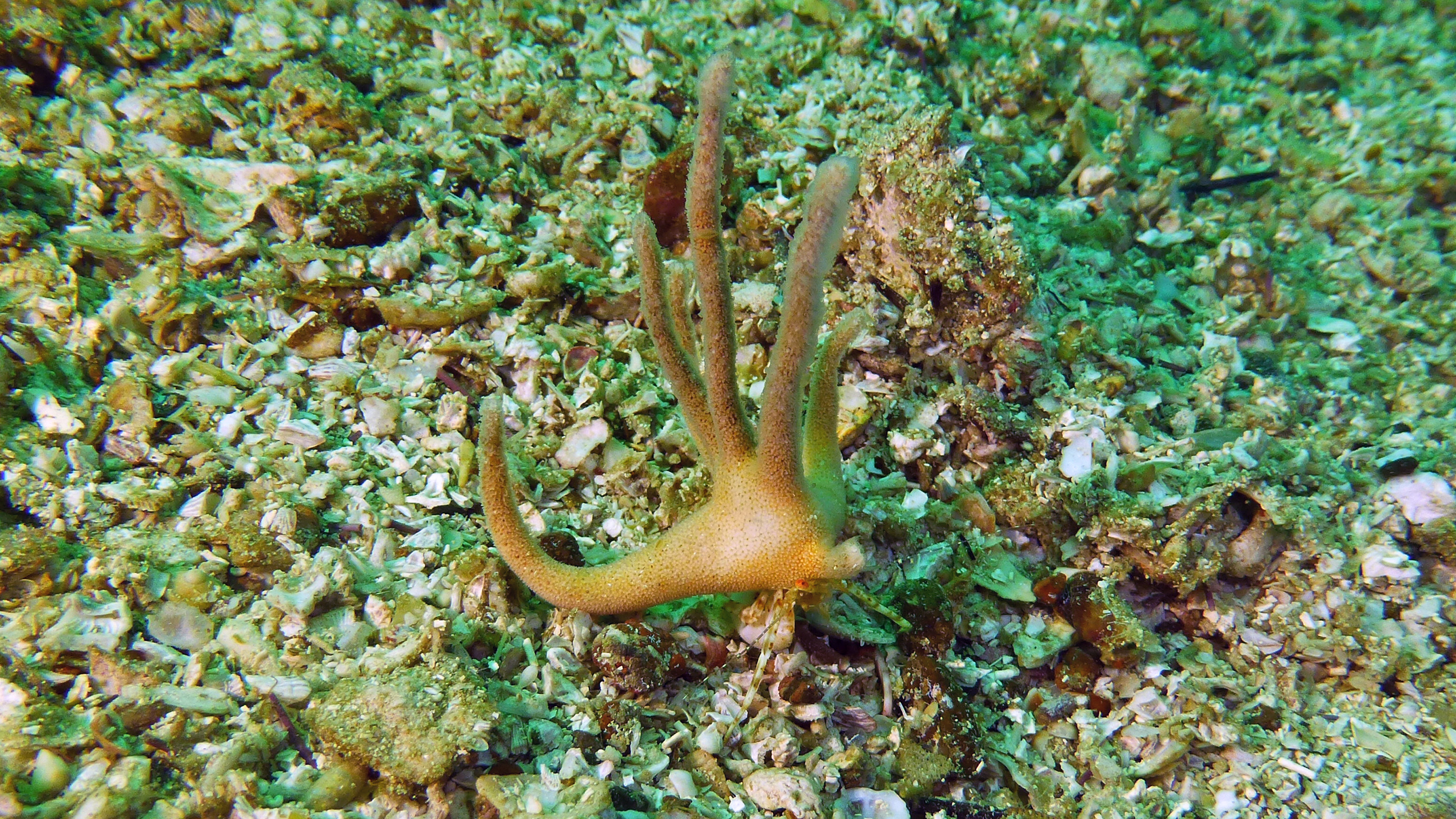Staghorn hermit crab, Danzante Isla, Baja California Sur, Mexico 2022.