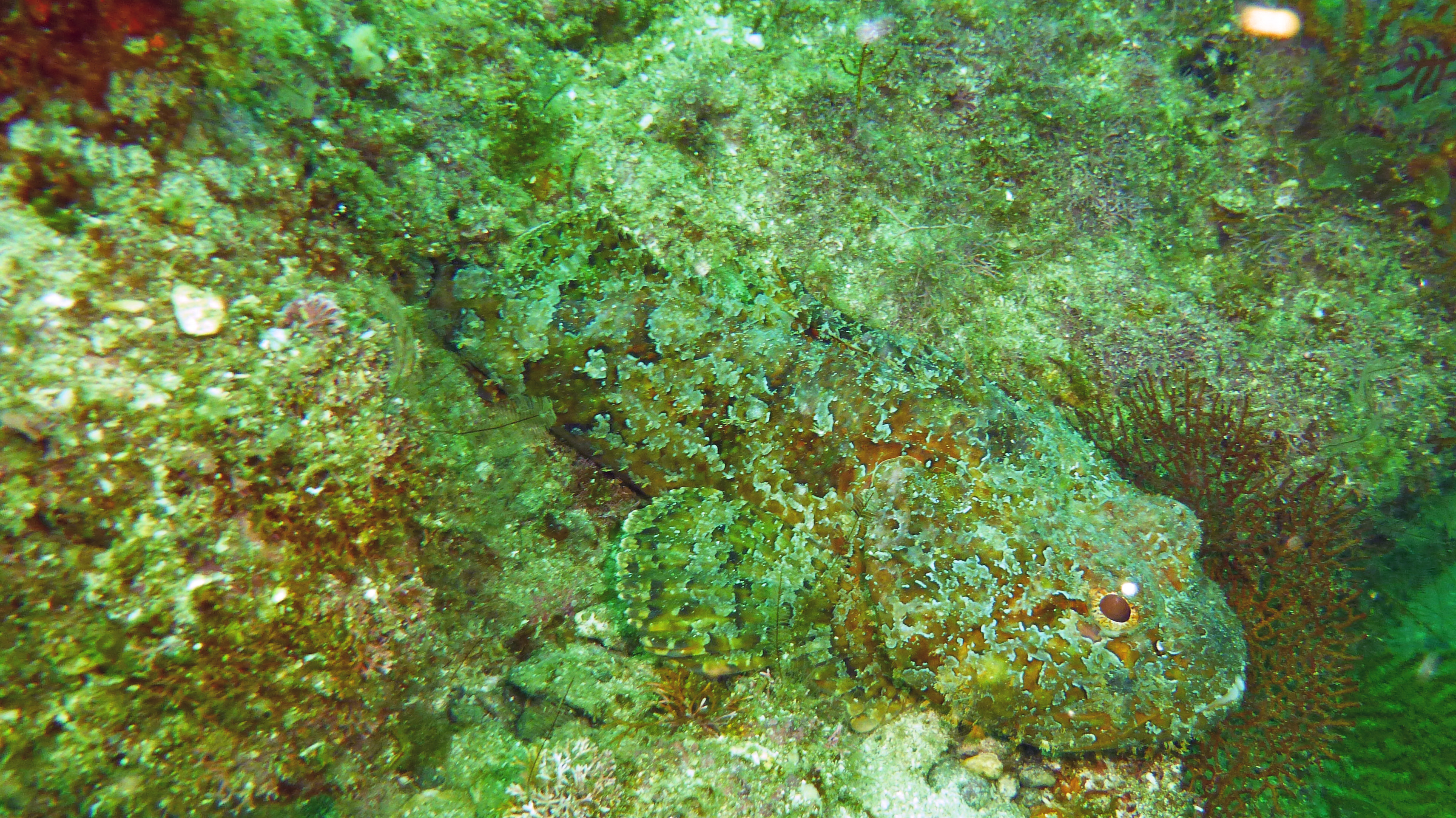 California scorpionfish, Danzante, Baja California Sur, Mexico 2022.