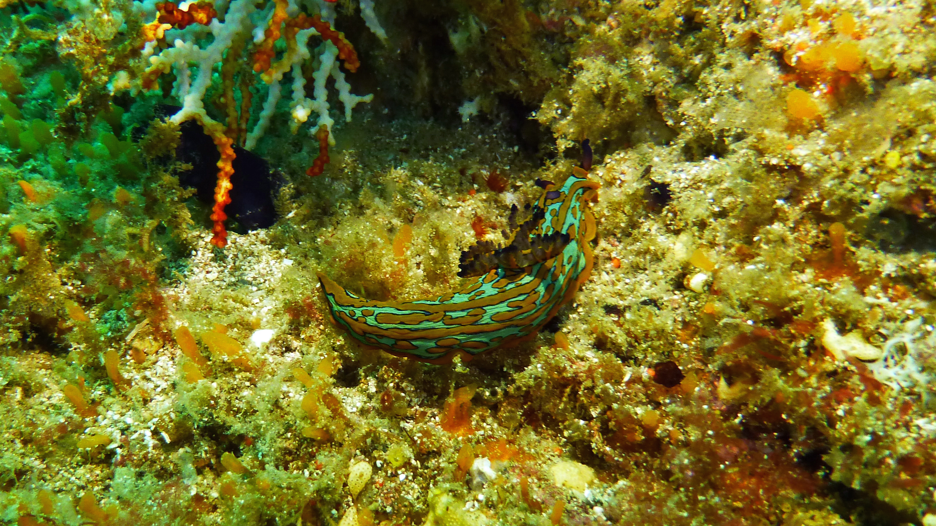 Tambja abdere nudibranch,  Isla Coronado, Baja California Sur, Mexico 2022.