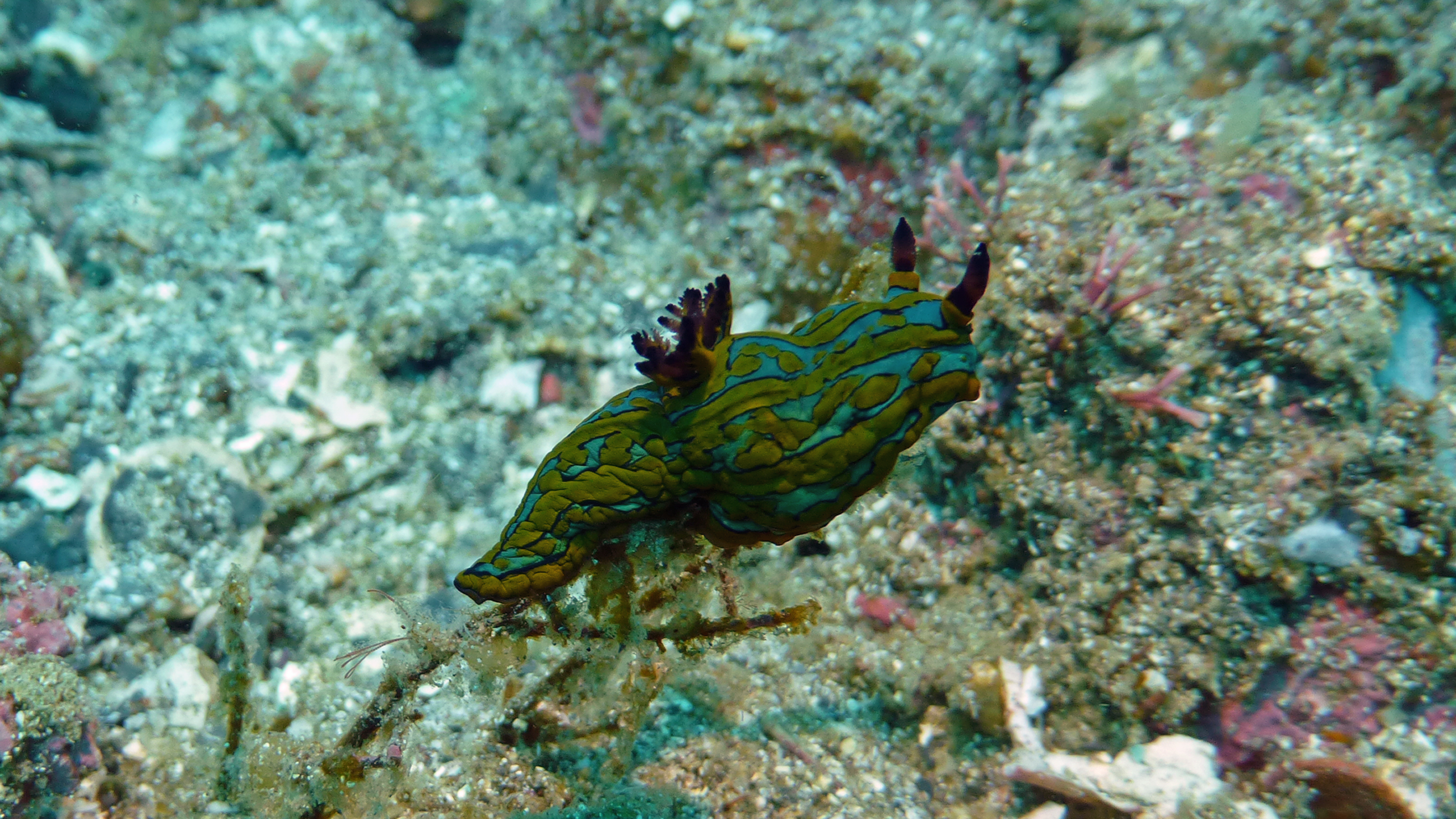 Tambja abdere nudibranch, Isla Coronado, Baja California Sur, Mexico 2022.