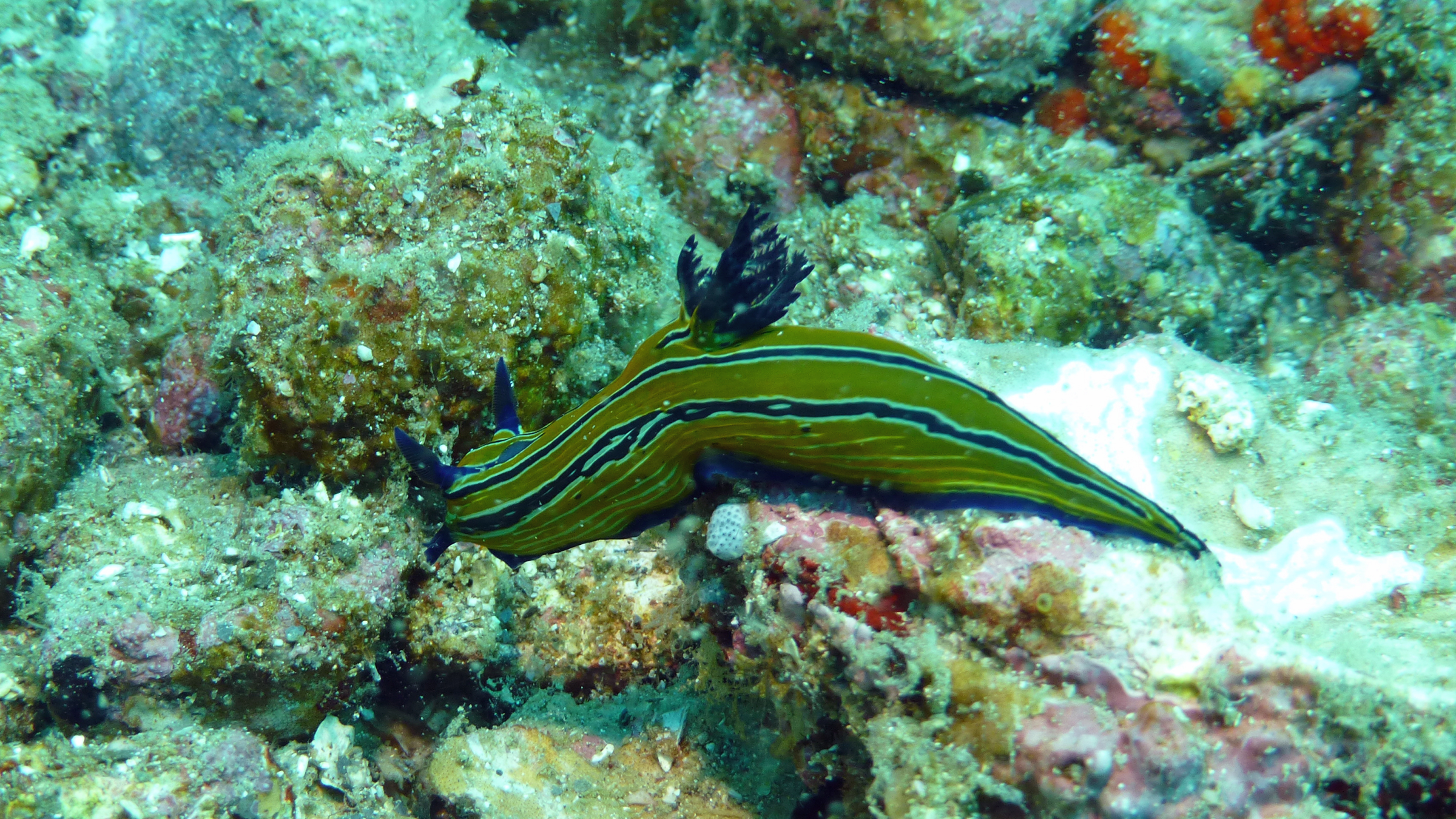 Tambja eliora nudibranch, Isla Coronado, Baja California Sur, Mexico 2022.