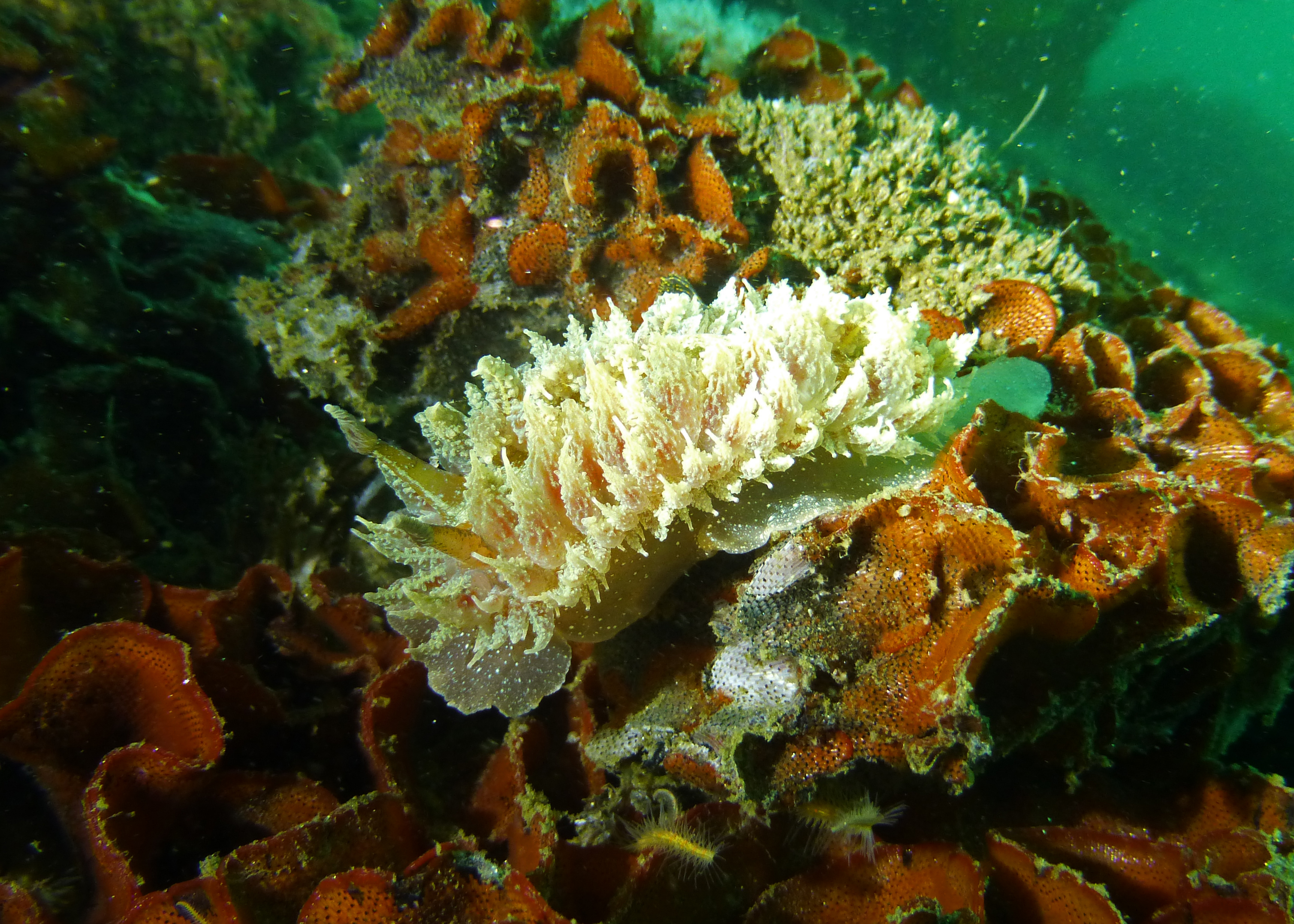 Colorful dirona nudibranch, 2025.