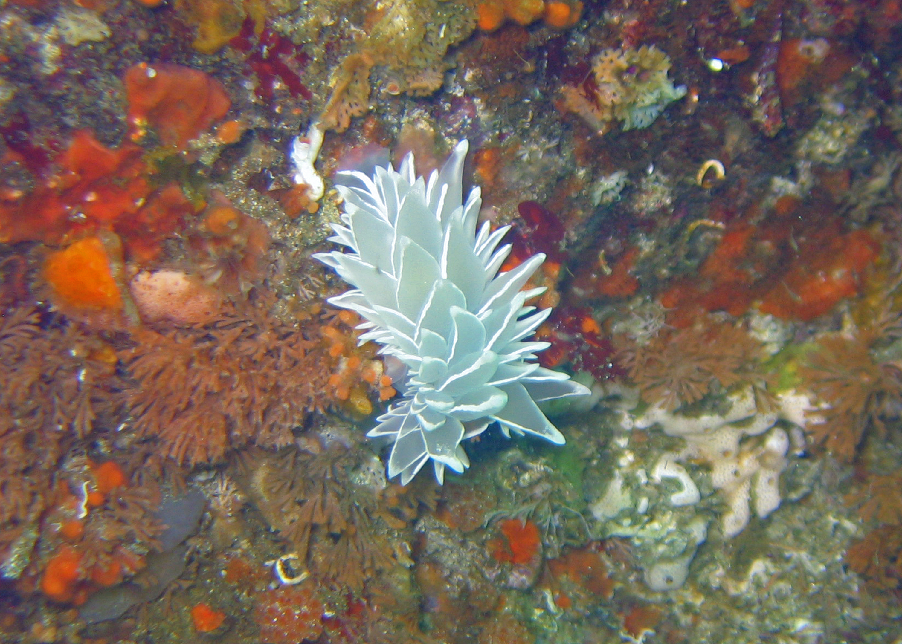 Dirona albolineata nudibranch, Monterey 2008.
