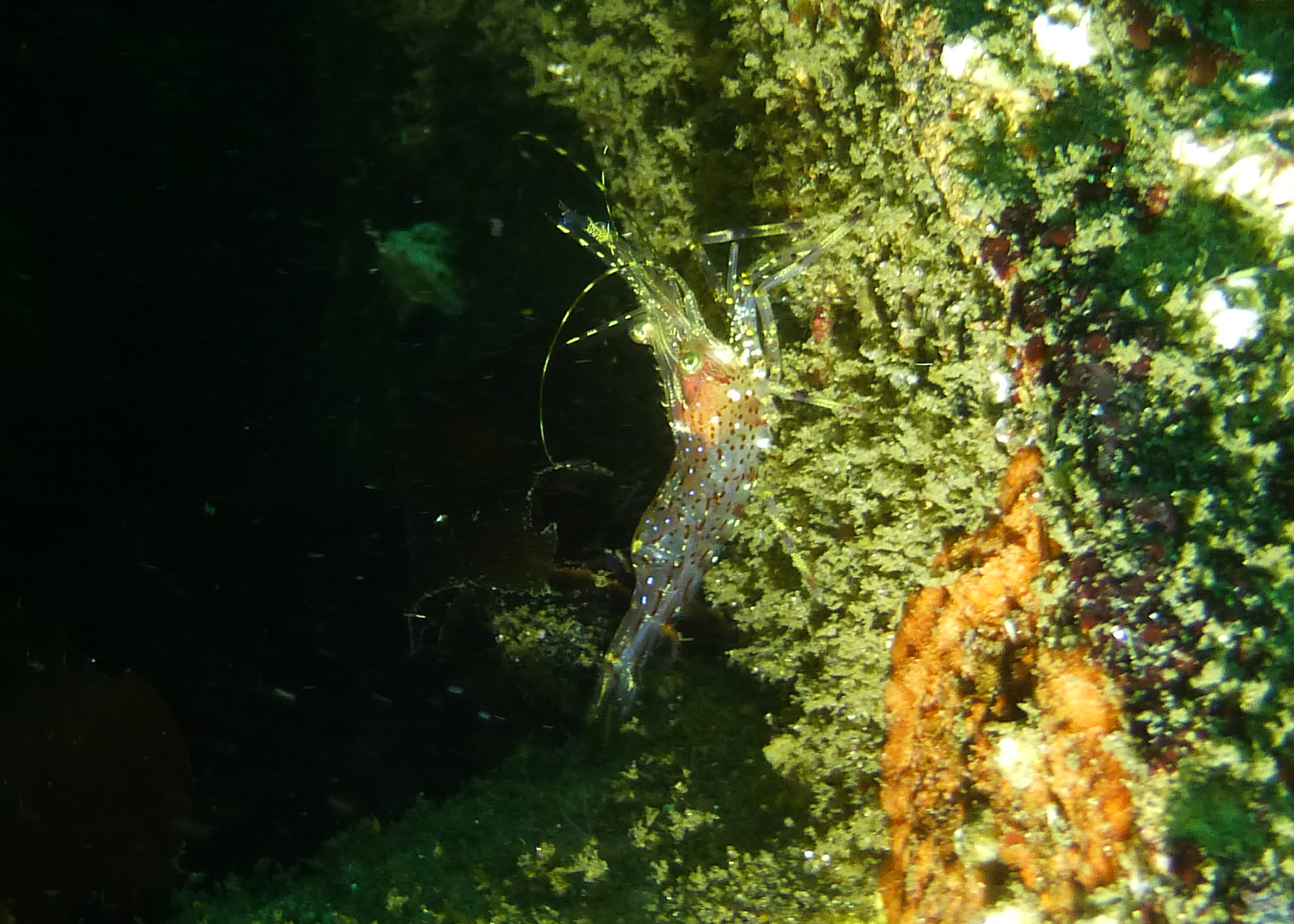 Dock shrimp, 2025.