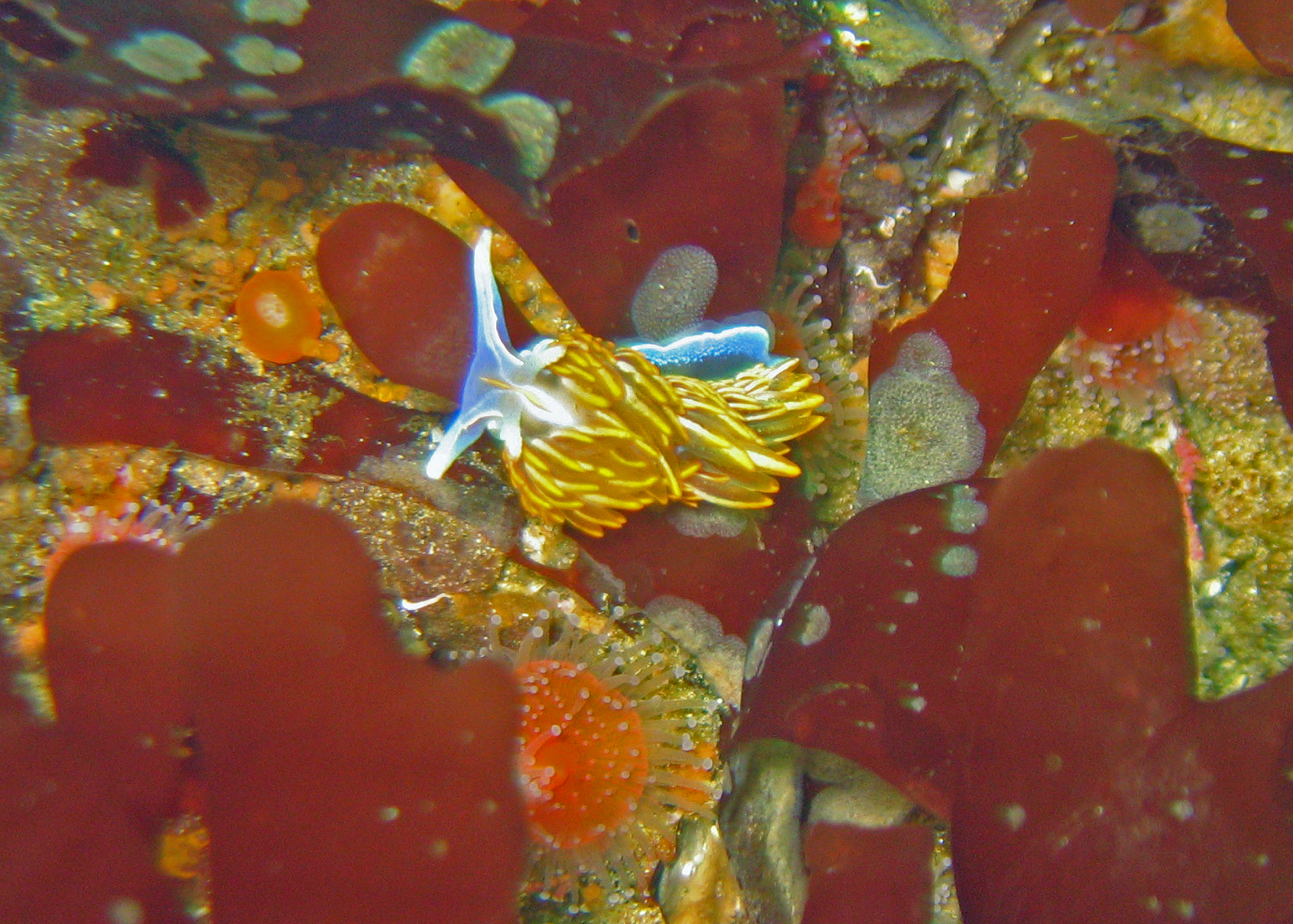 Hermissenda crassicornis nudibranch, 2008.