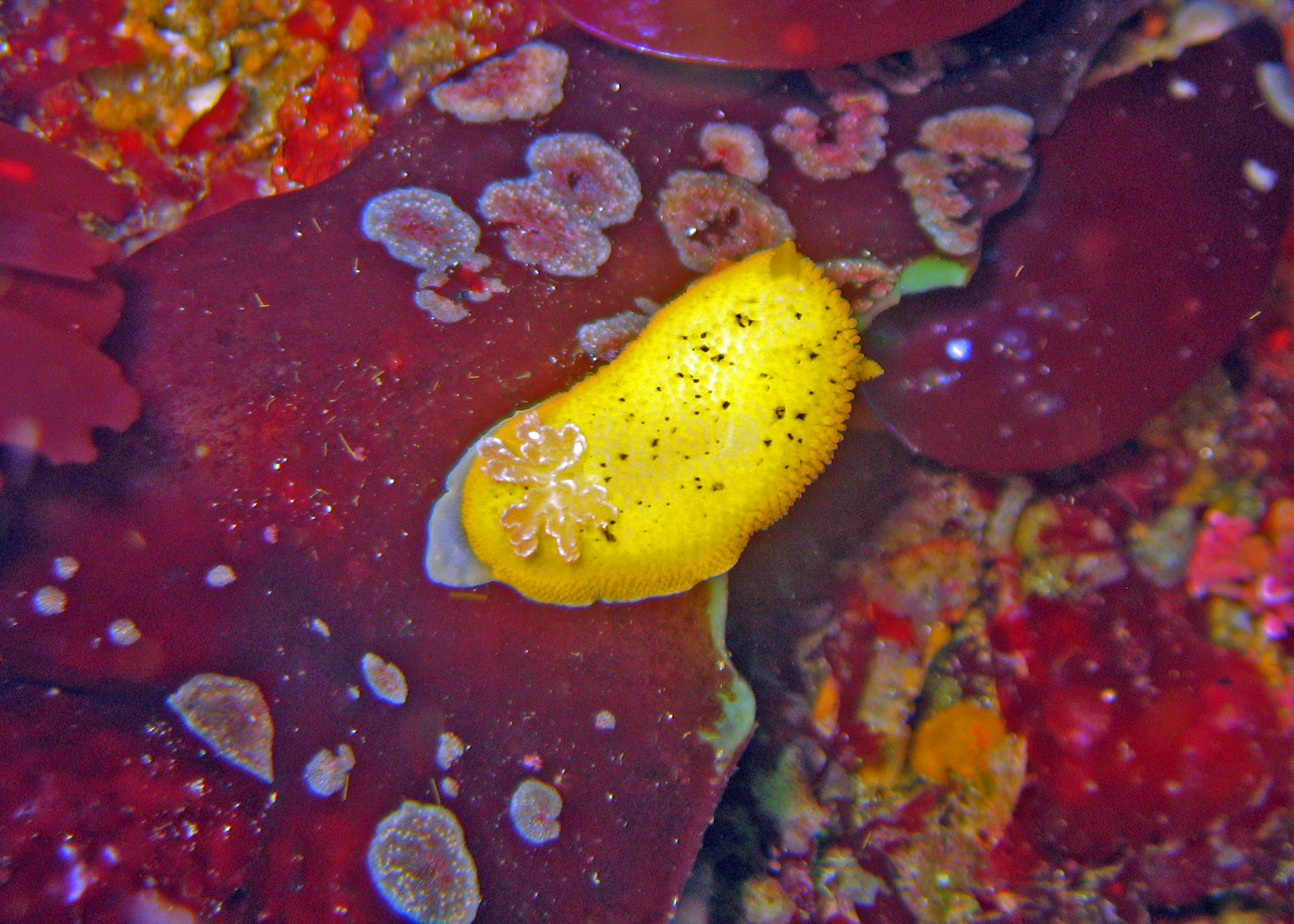 Monterey sea lemon nudibranch, 2008.
