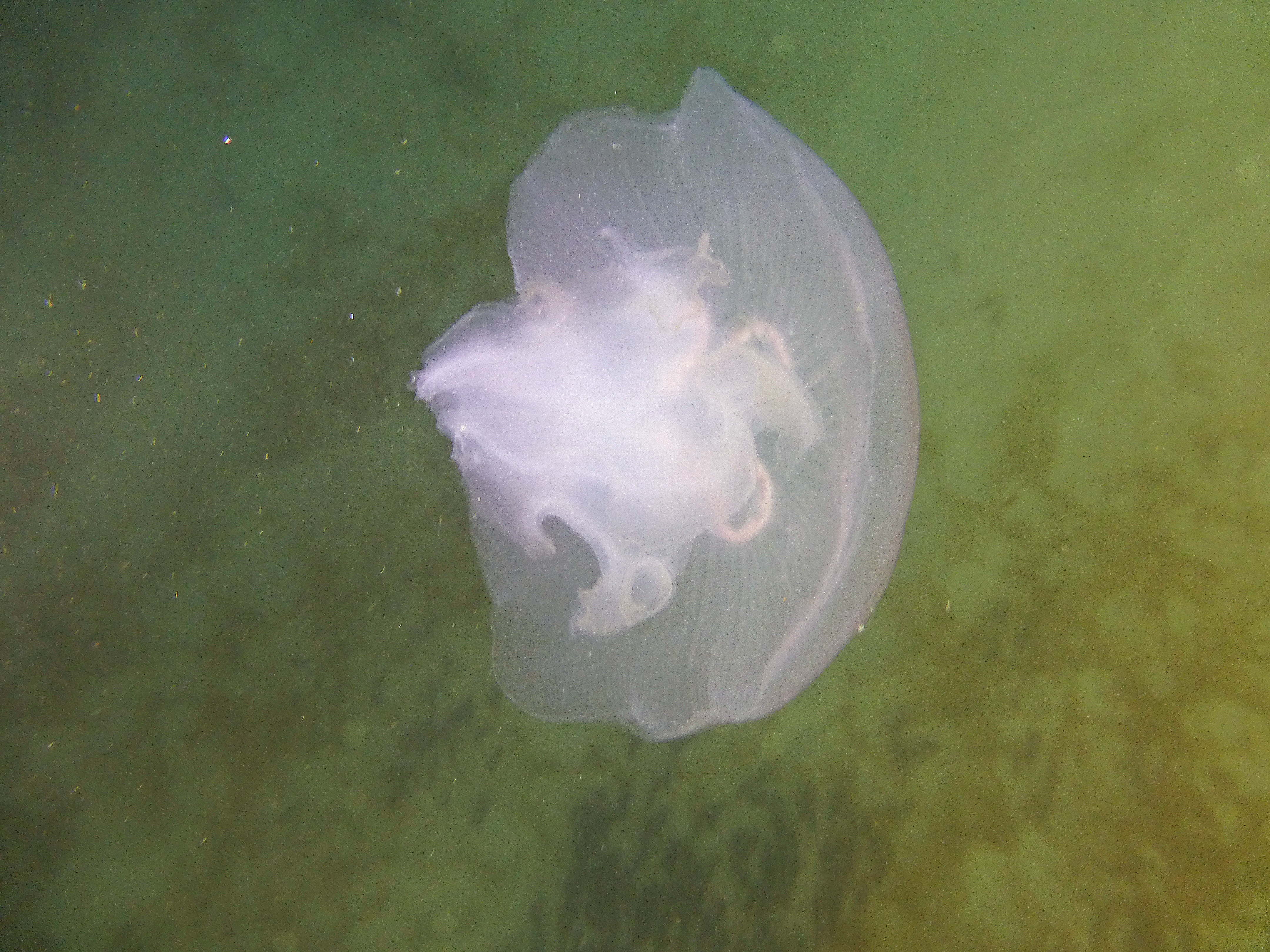 Moon jelly, 2025.