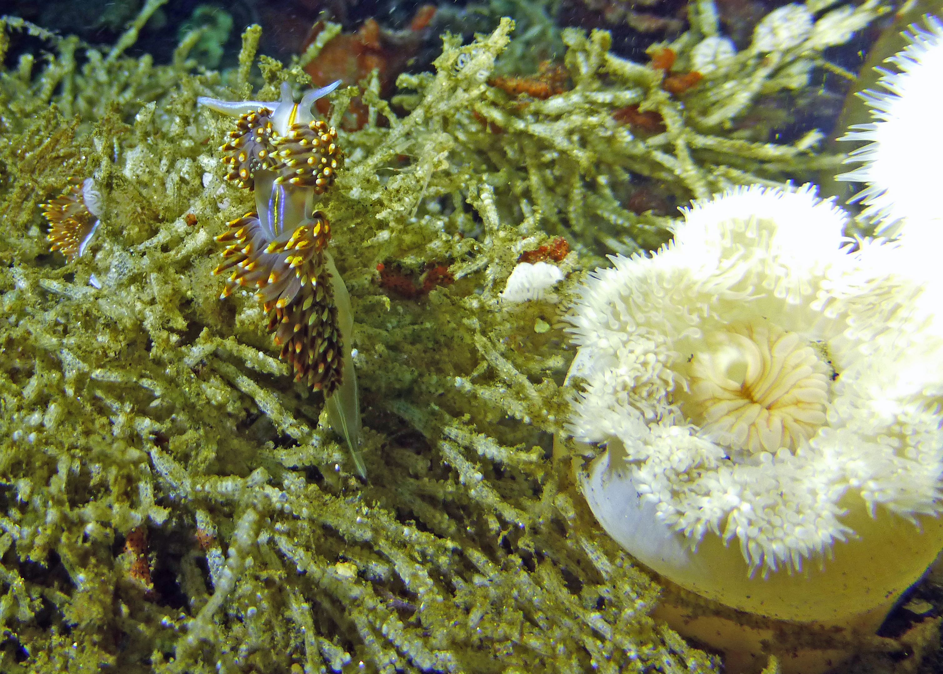 Opalescent nudibranch and plumose anemone, 2025.