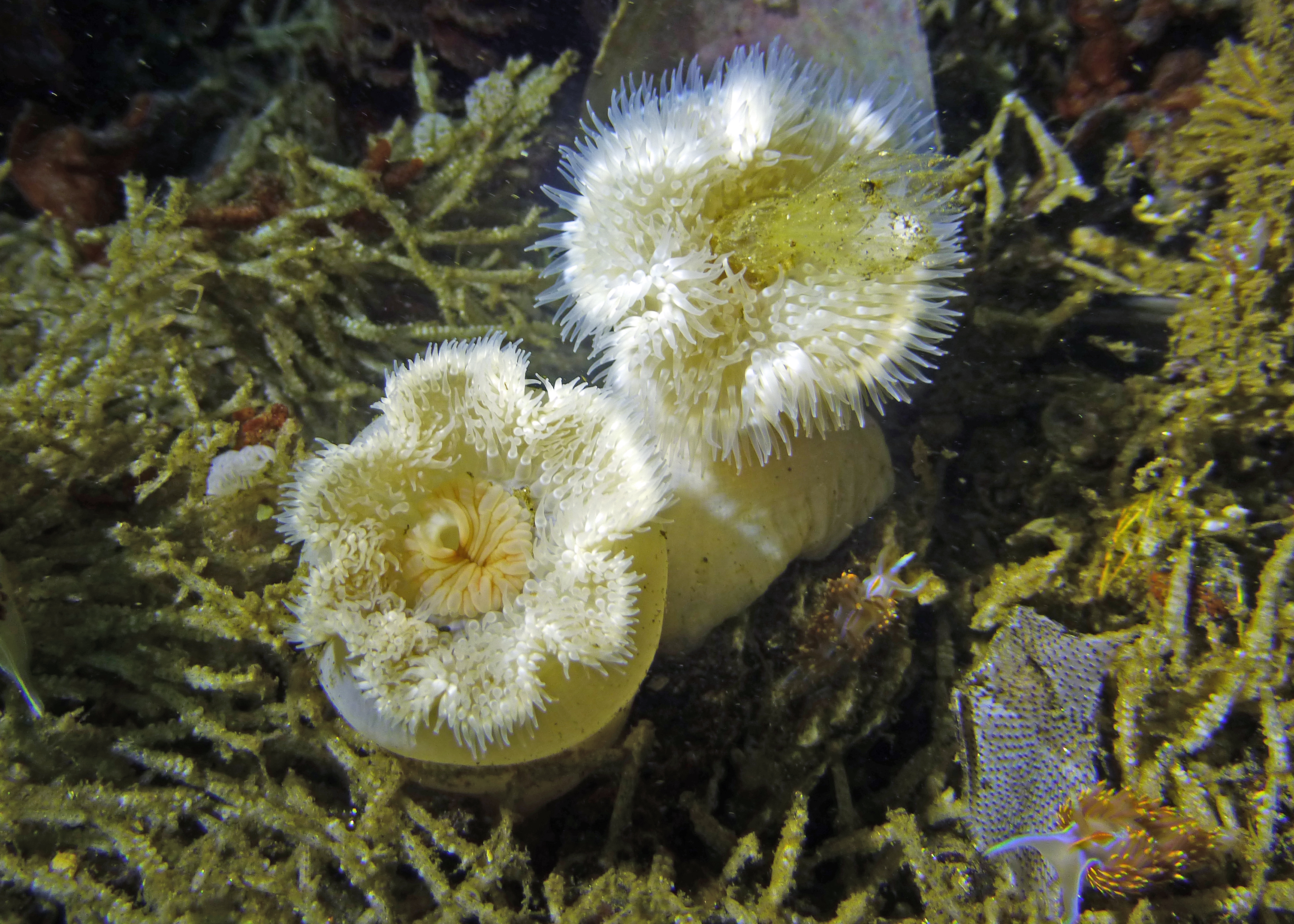 Plumose closeup, 2025.