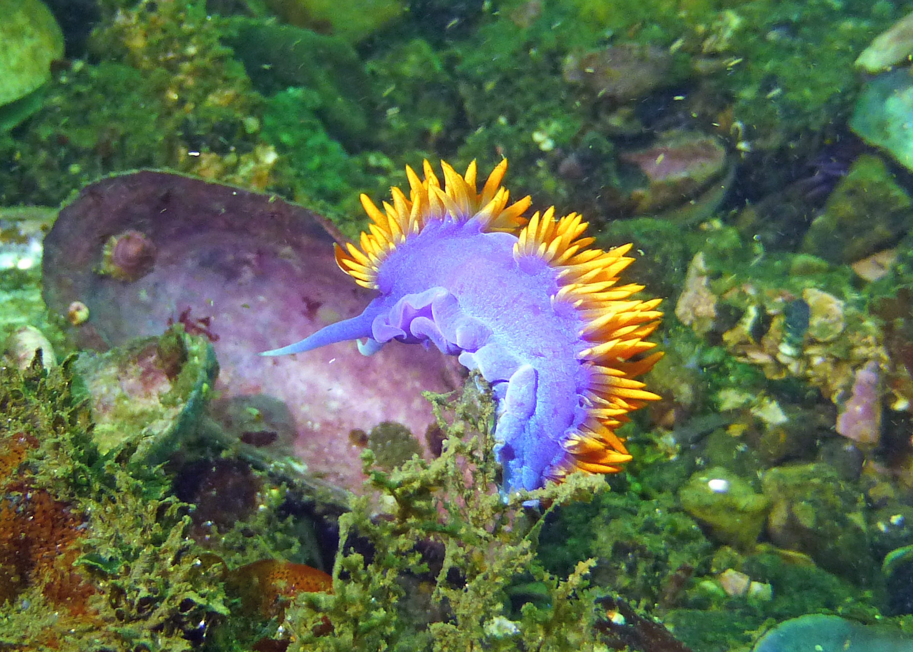 Spanish shawl nudibranch, 2025.