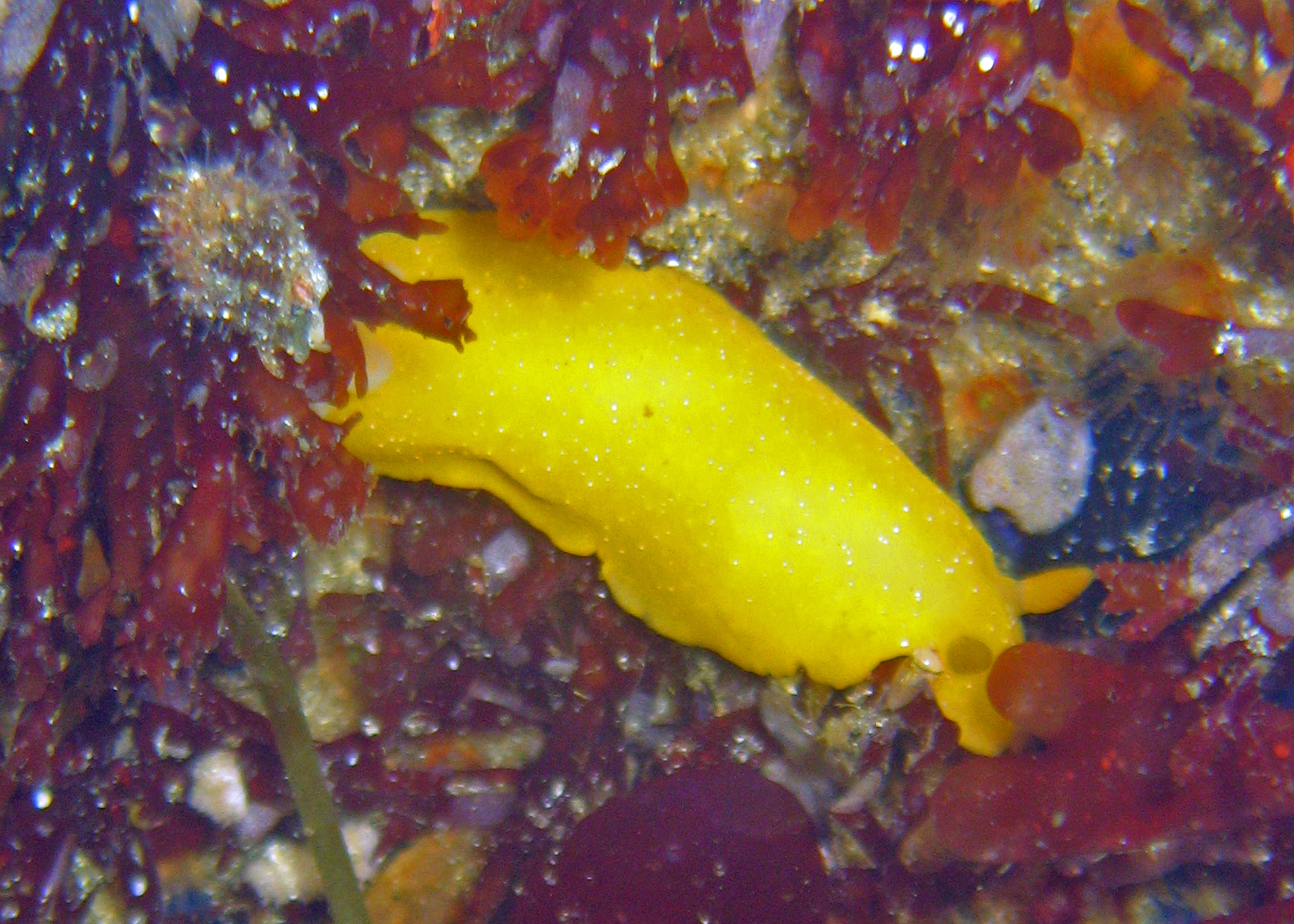 White-spotted dorid nudibranch, 2008.