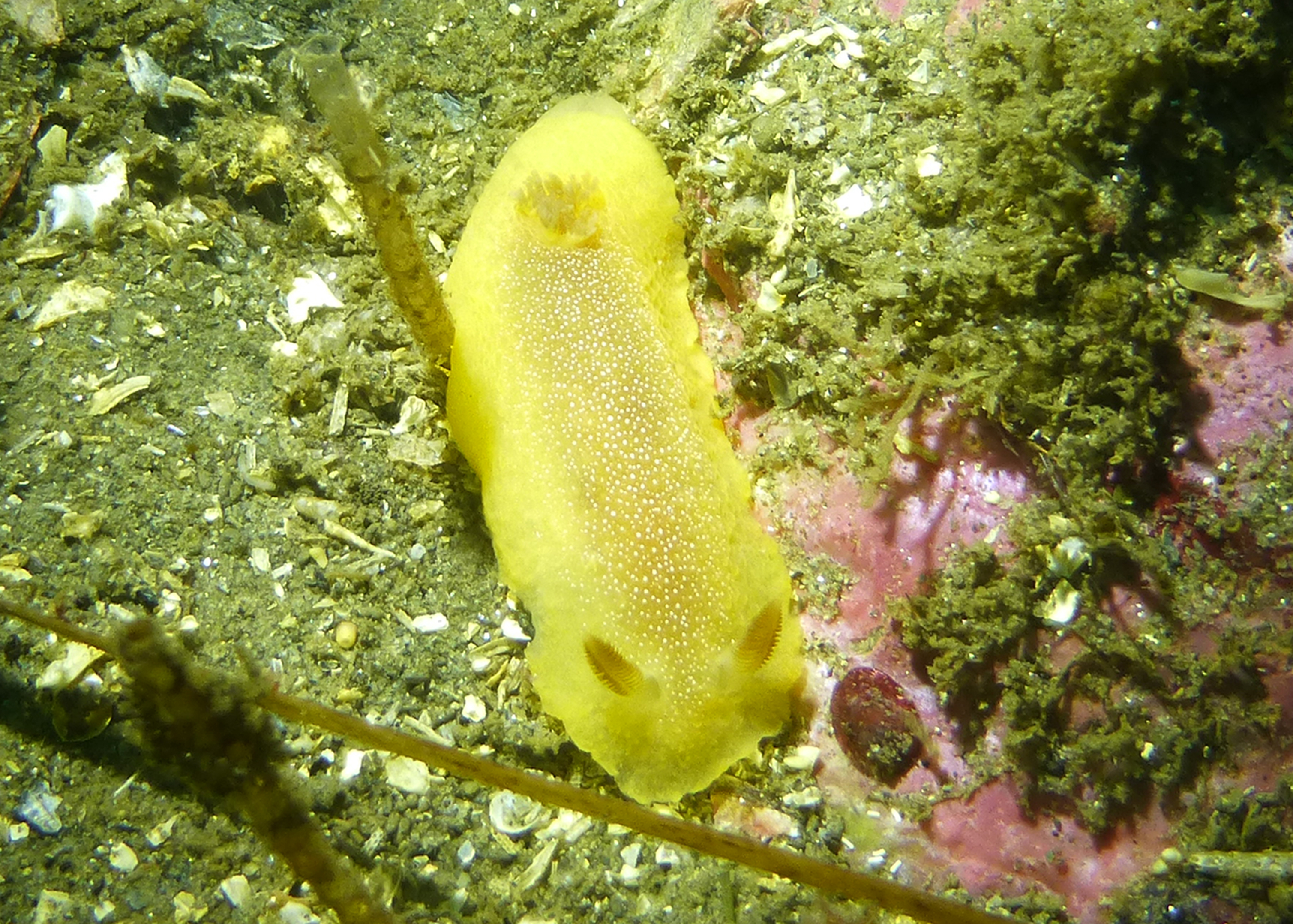 White spotted dorid, 2025.