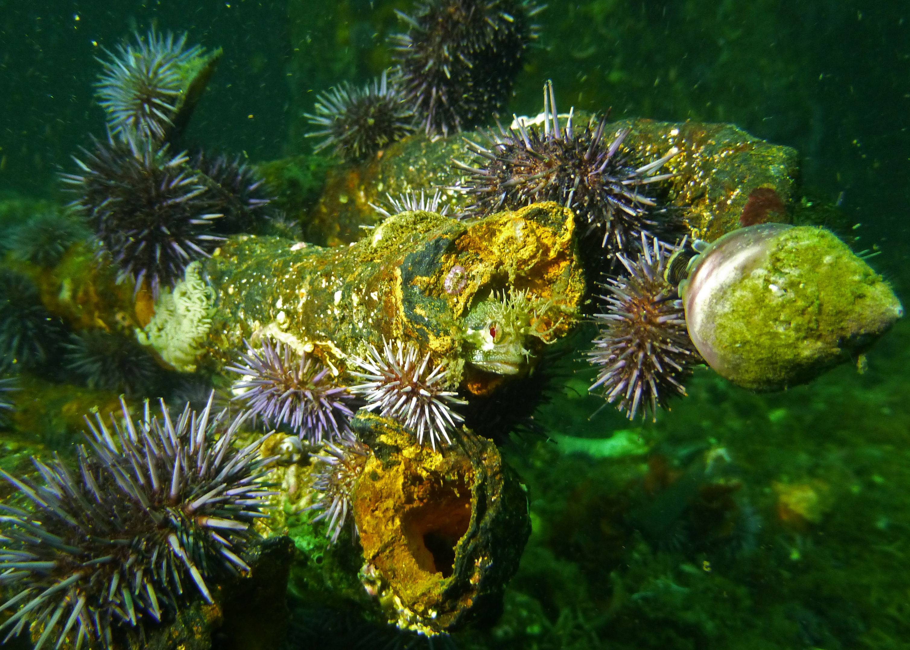 Yellowfin fringhead with sea urchins, 2025.