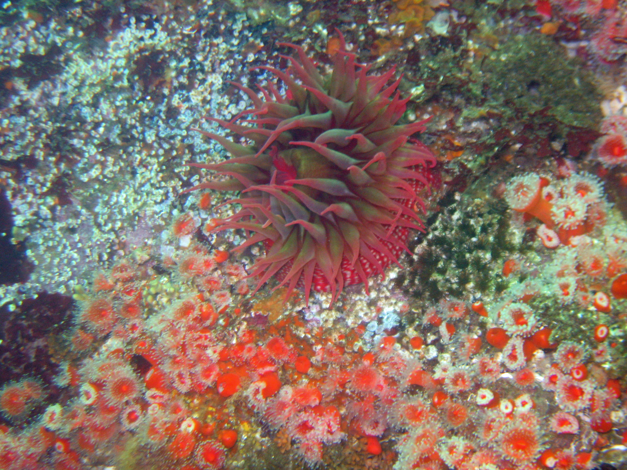 White-spotted rose anemone, Monterey 2008.