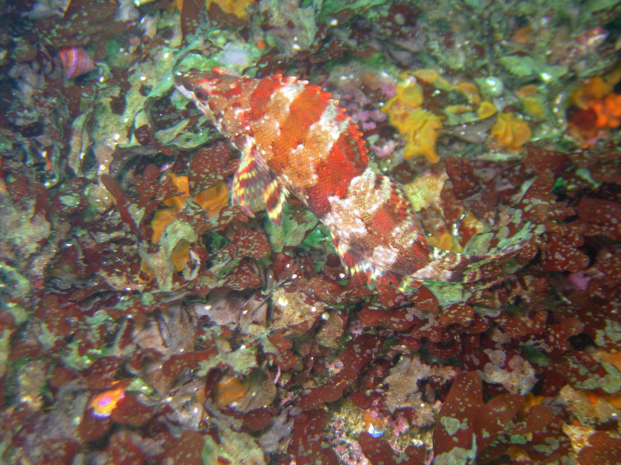 Painted greenling, 2008.