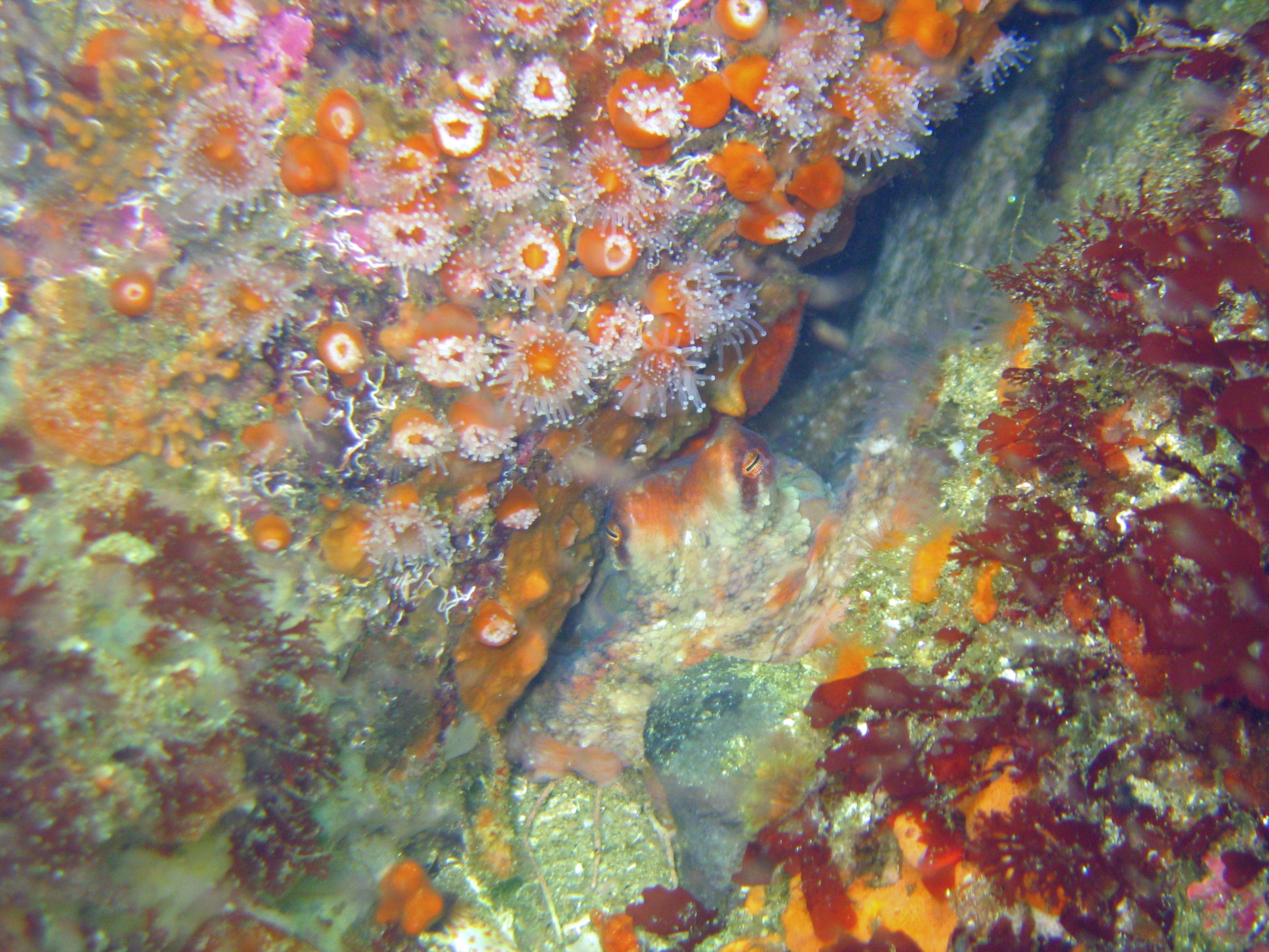 Two-spot octopus, Monterey 2008.
