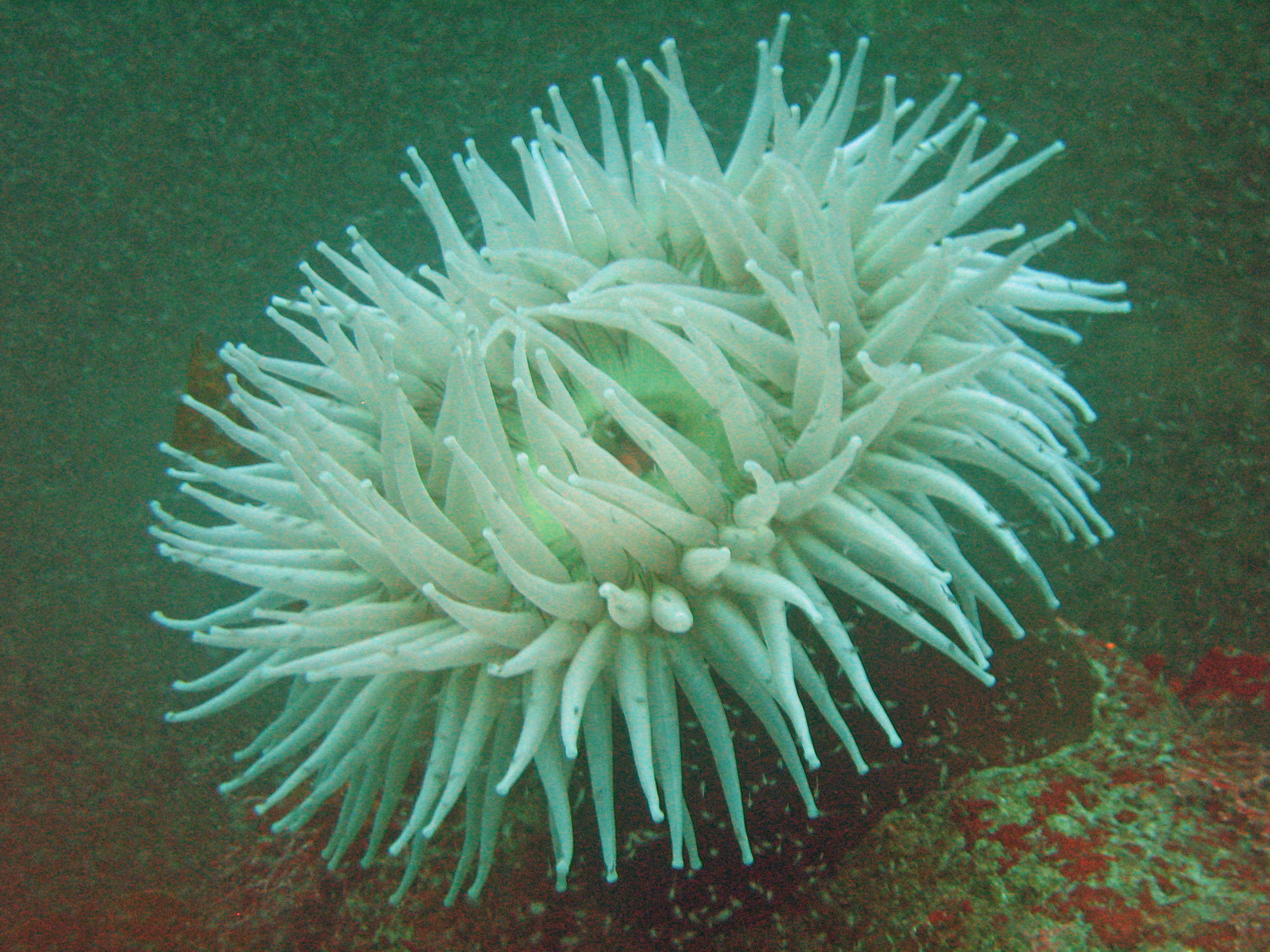 Fish-eating anemone, 2008.