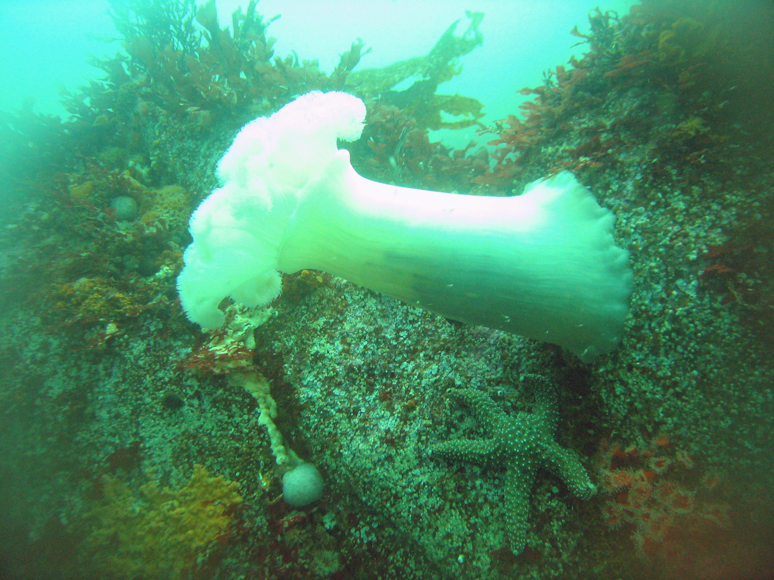 Metridium farcimen aka white-plumed anemone, 2008.