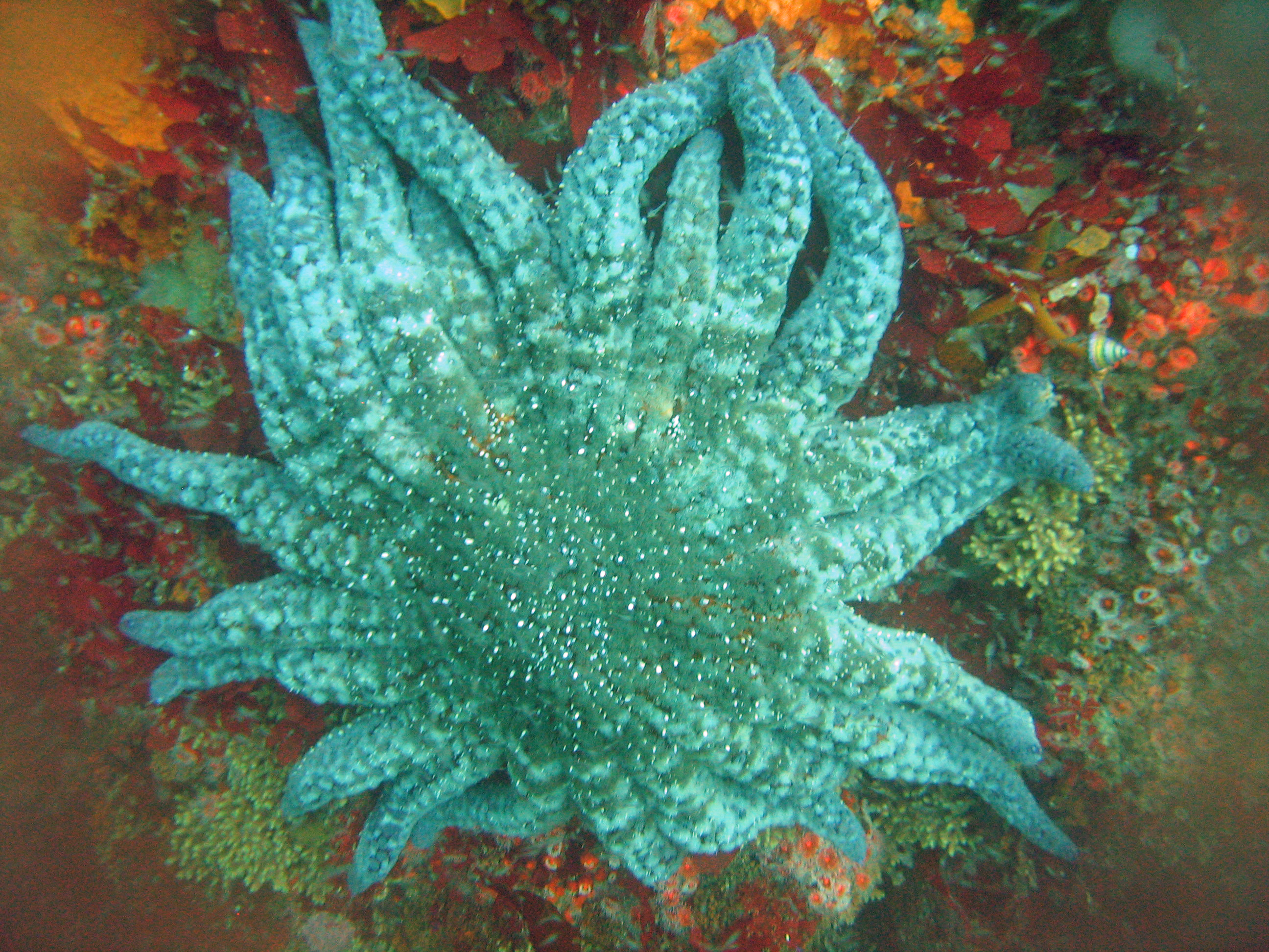 Sunflower star, 2008.
