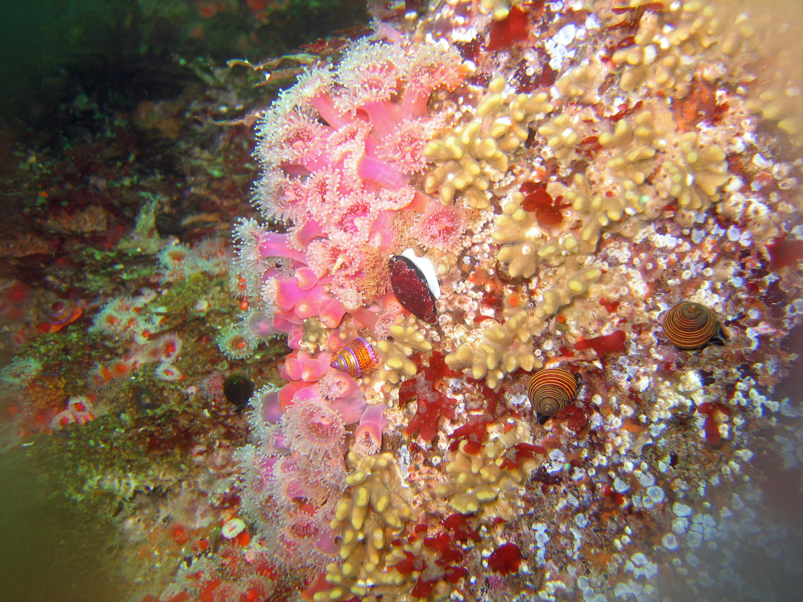 Strawberry anemones (aka clubbed-tip anemones), Ida's miter snail, jeweled/blue ring topsnails, and blue topsnails, 2008.