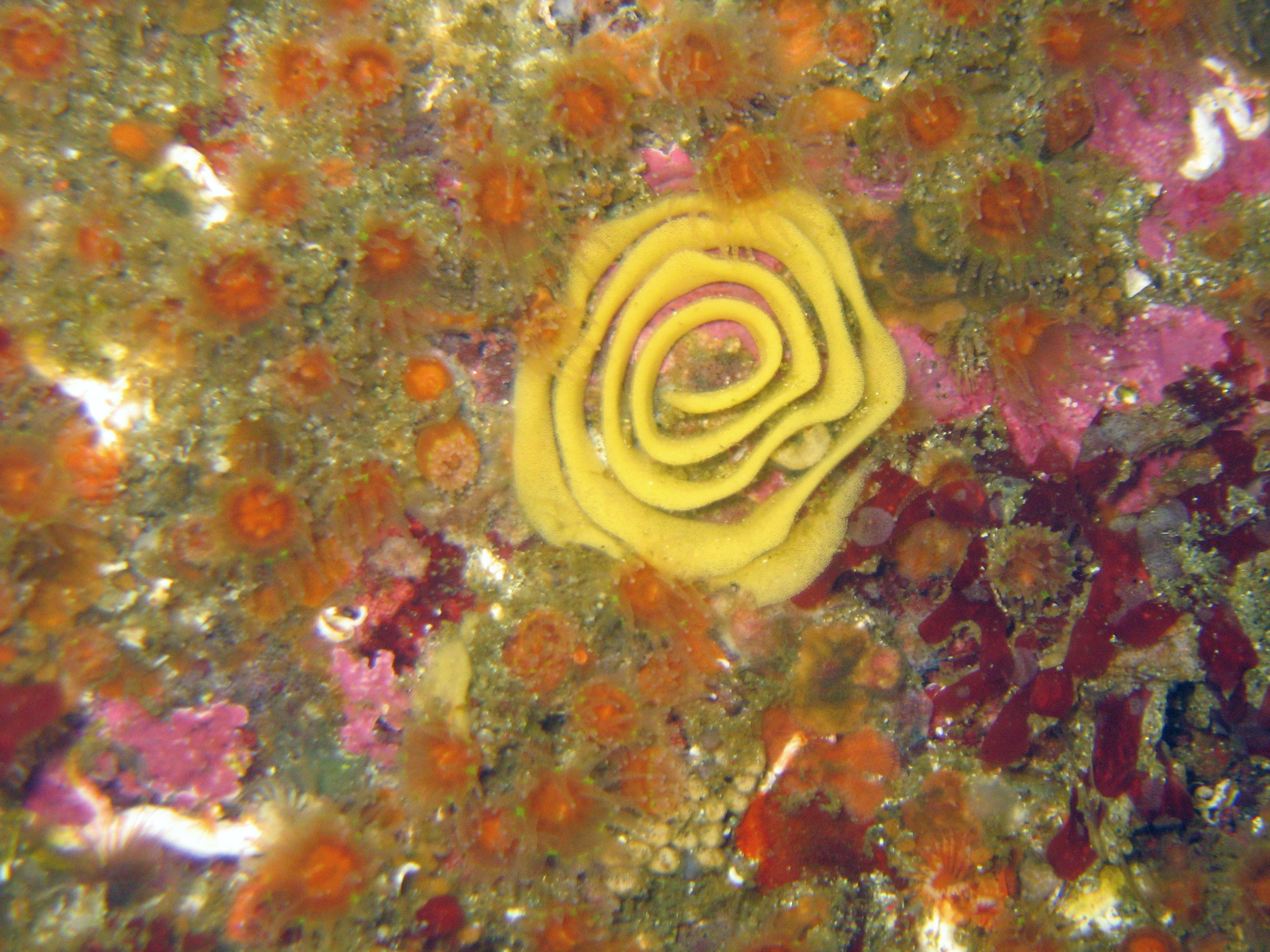 Nudibranch eggs, 2008.