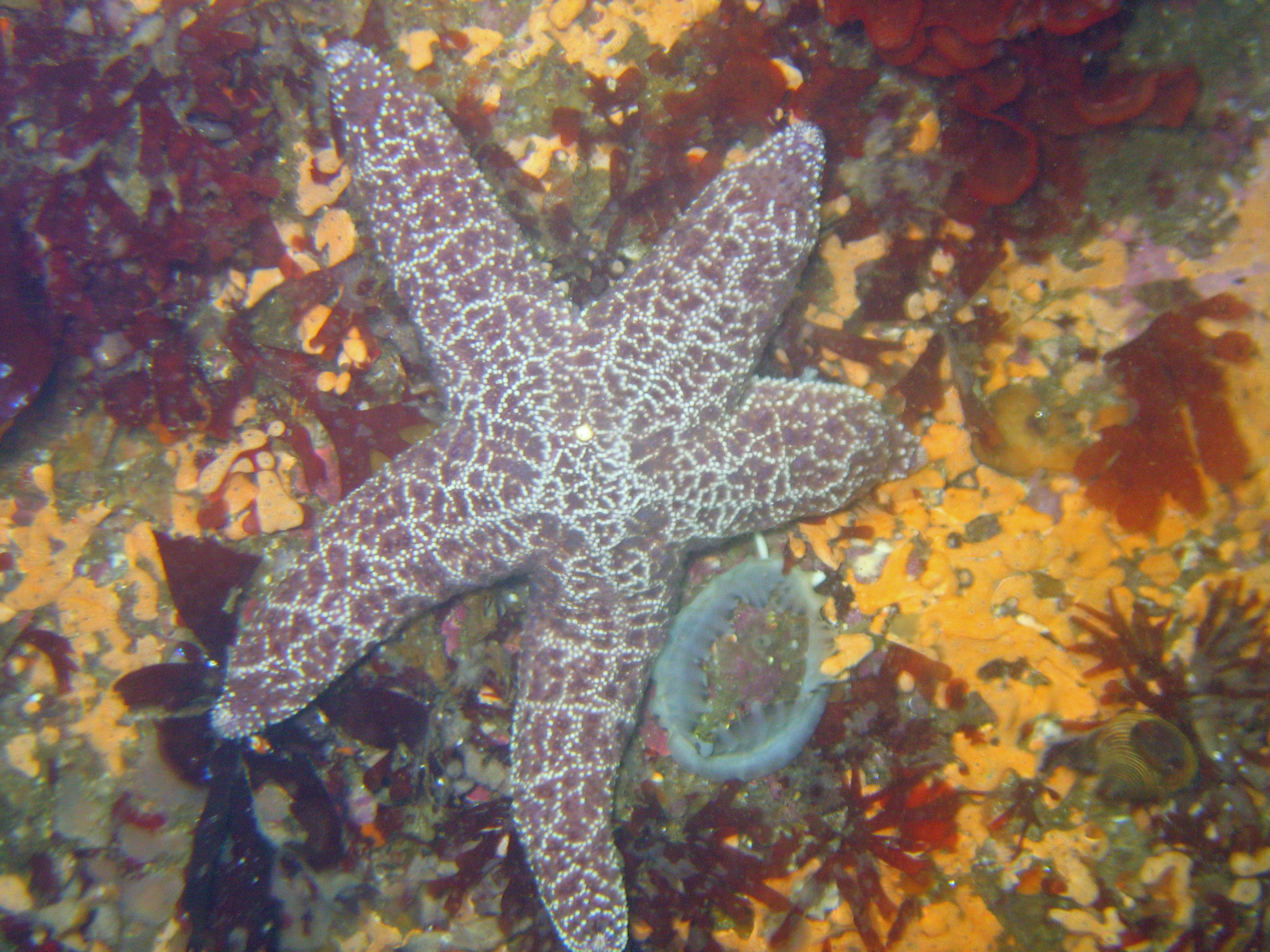 Giant sea star with unknown cowrie showing mantle, 2008.