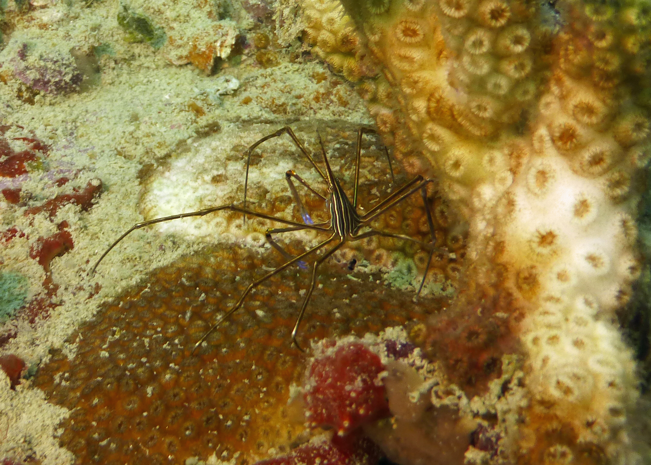 Arrow crab, Rube Allyn Wreck 2023.