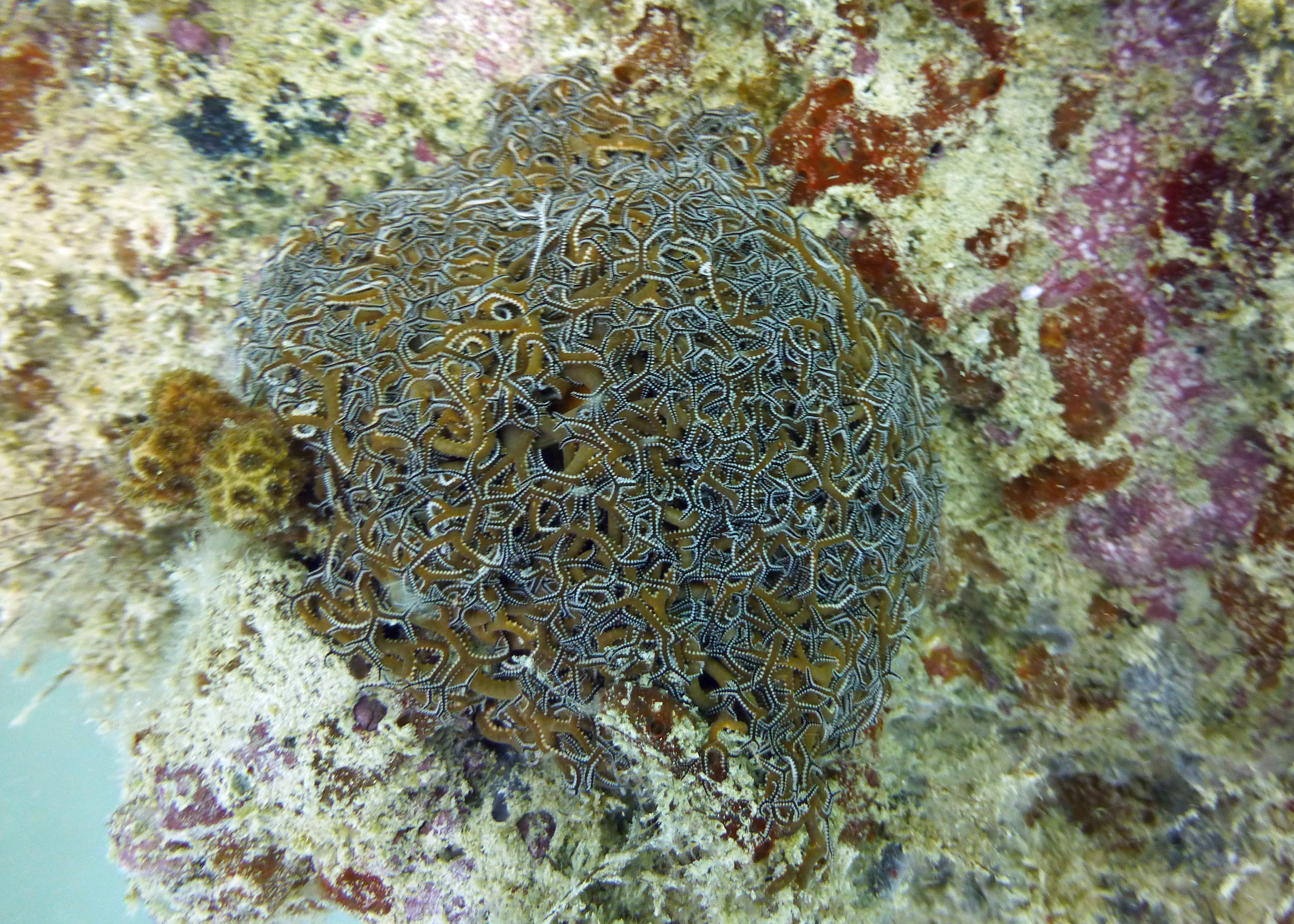 Basket star, LSM Barge 2023.