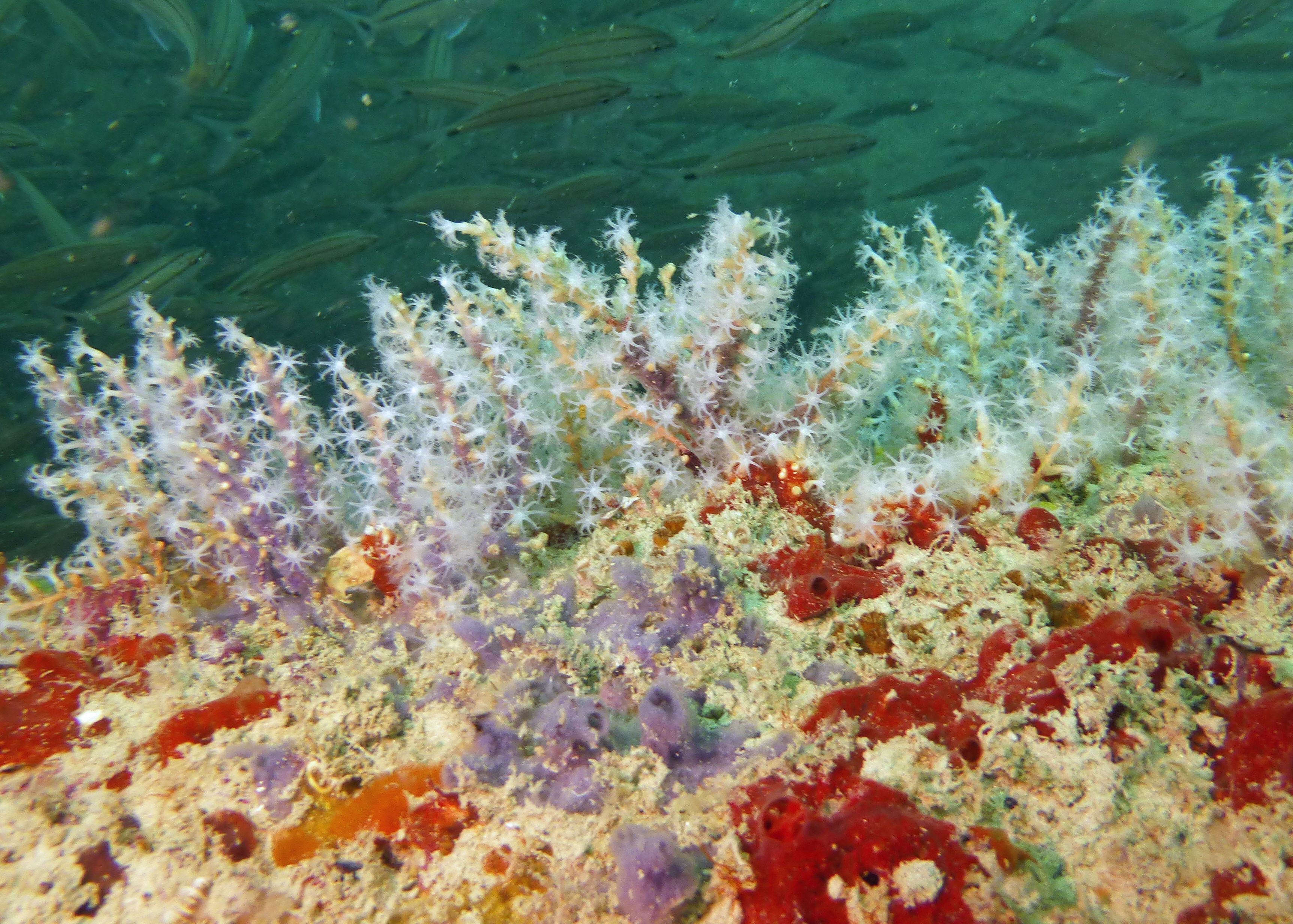 Octocoral, LSM Barge 2023.
