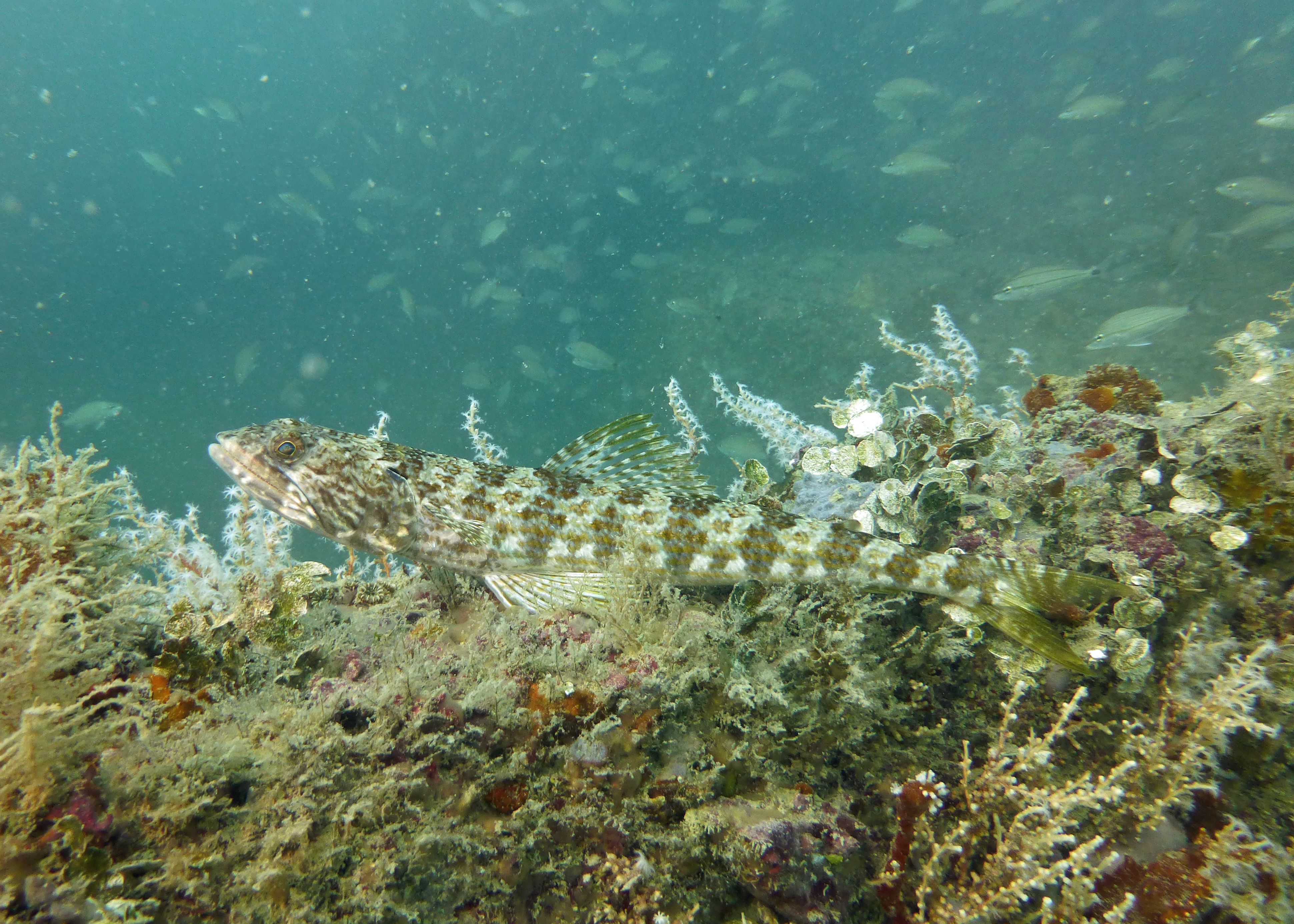 Sand diver lizardfish, Rube Allyn Wreck 2023.