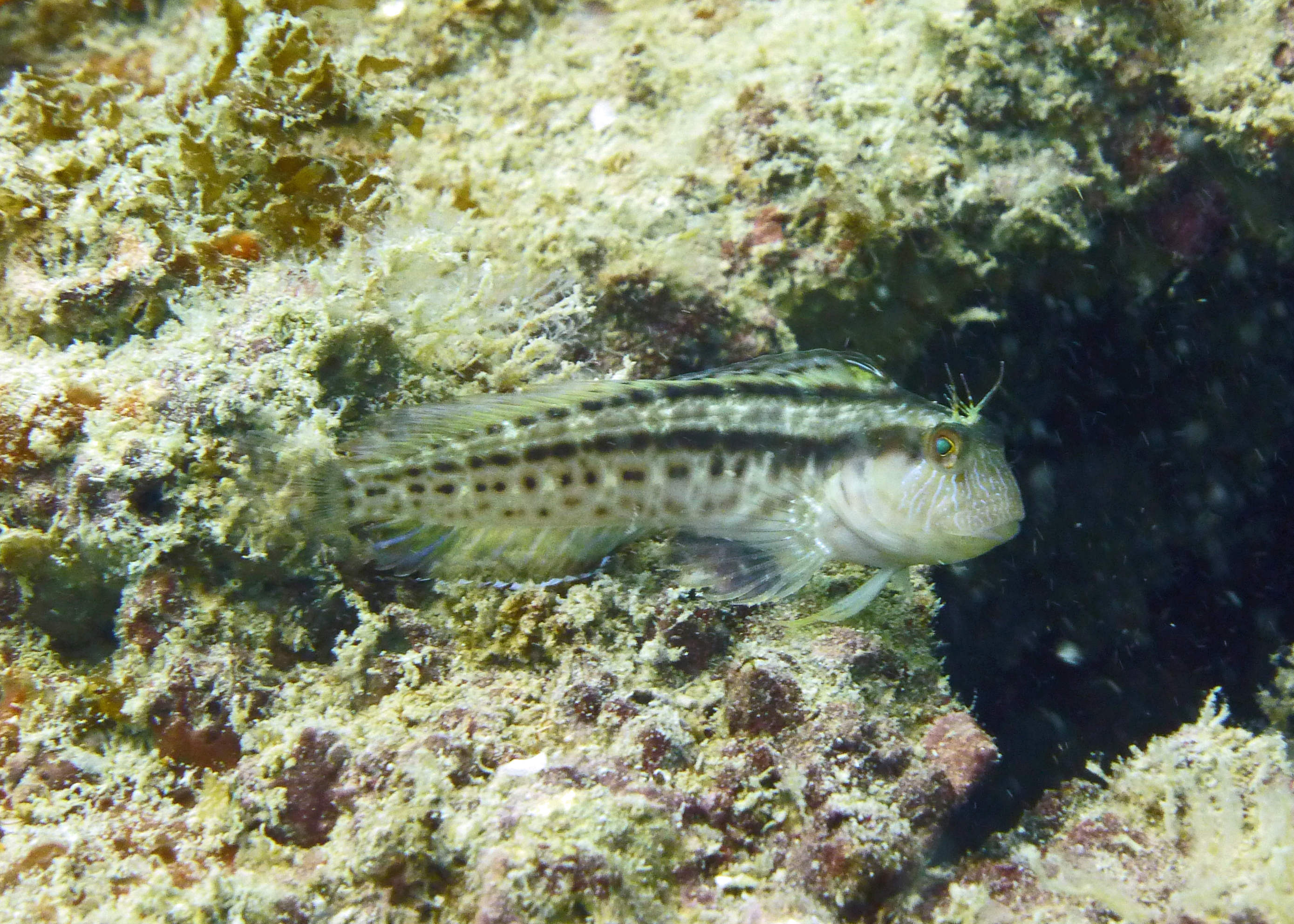 Seaweed blenny, Rube Allyn Wreck 2023.
