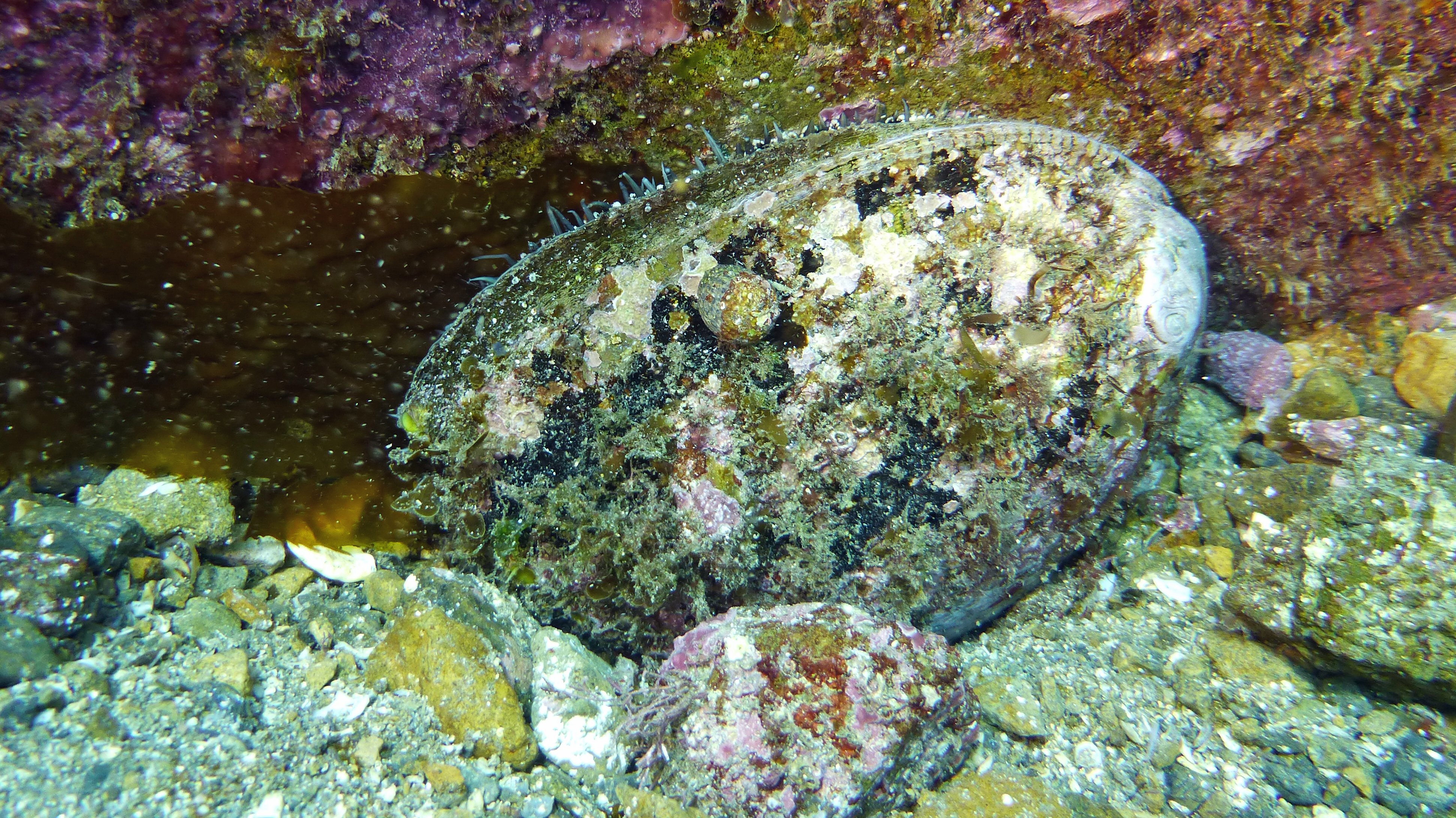 Abalone on abalone, Catalina 2024.