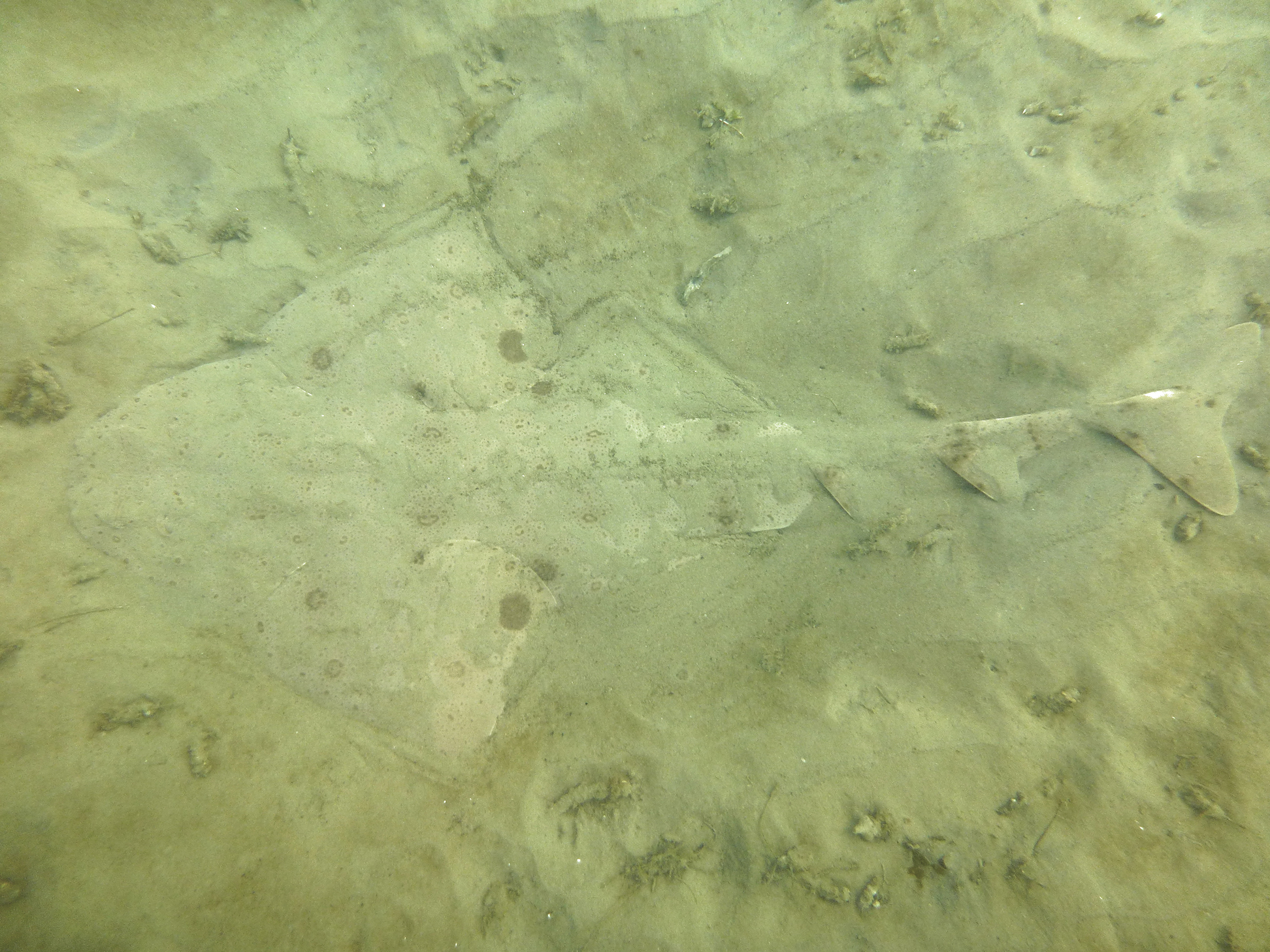 Angel shark, Refugio State Beach 2020.