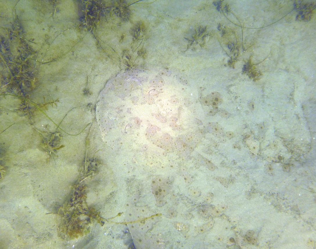 Angel shark #2, Refugio State Beach 2020.