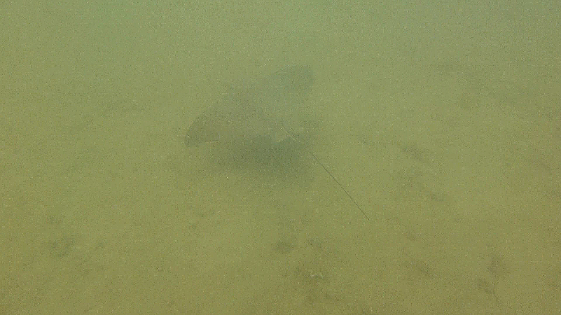 Bat ray swimming away, Refugio State Beach 2020.
