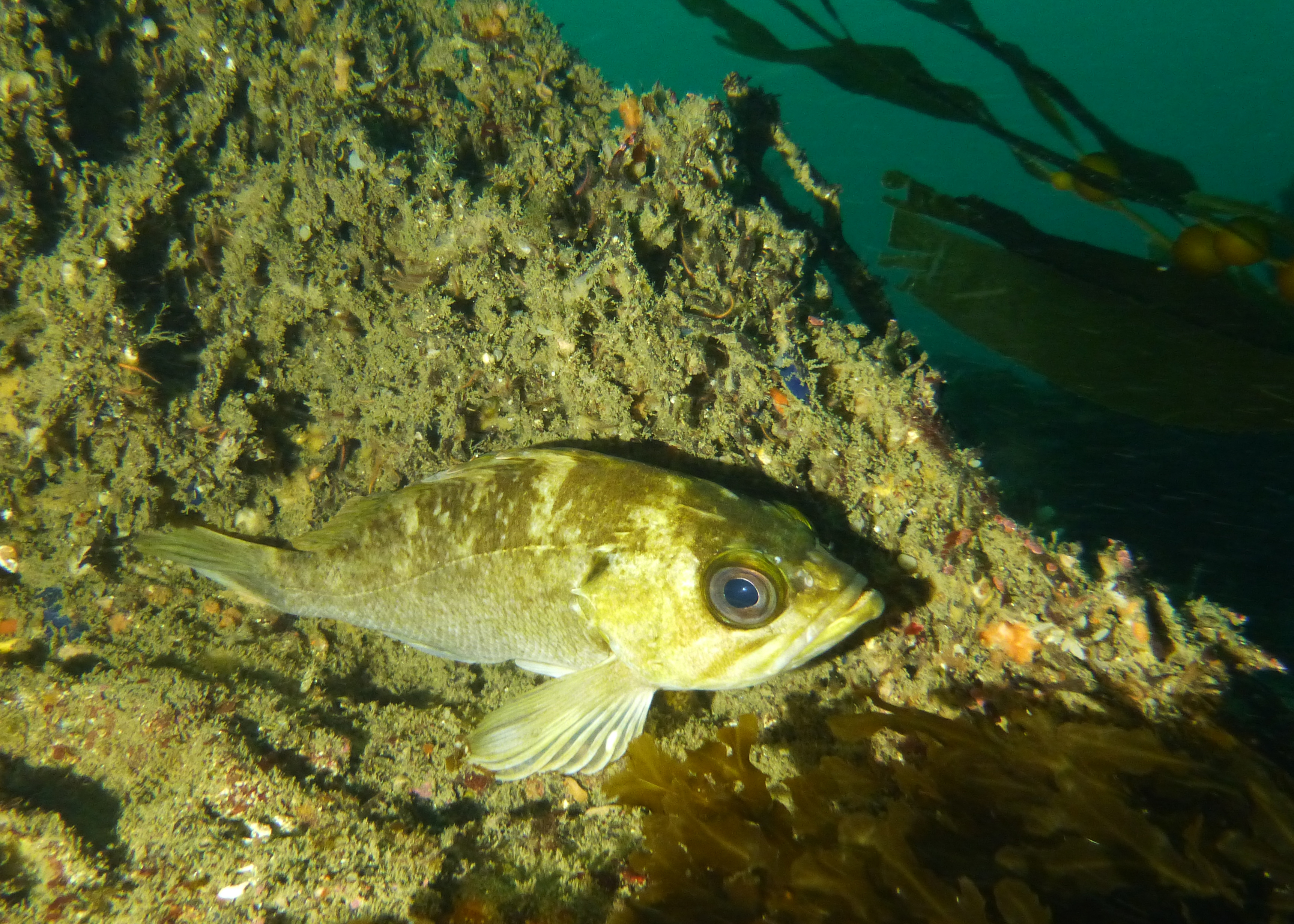 Black and yellow rockfish, Point Loma 2023.