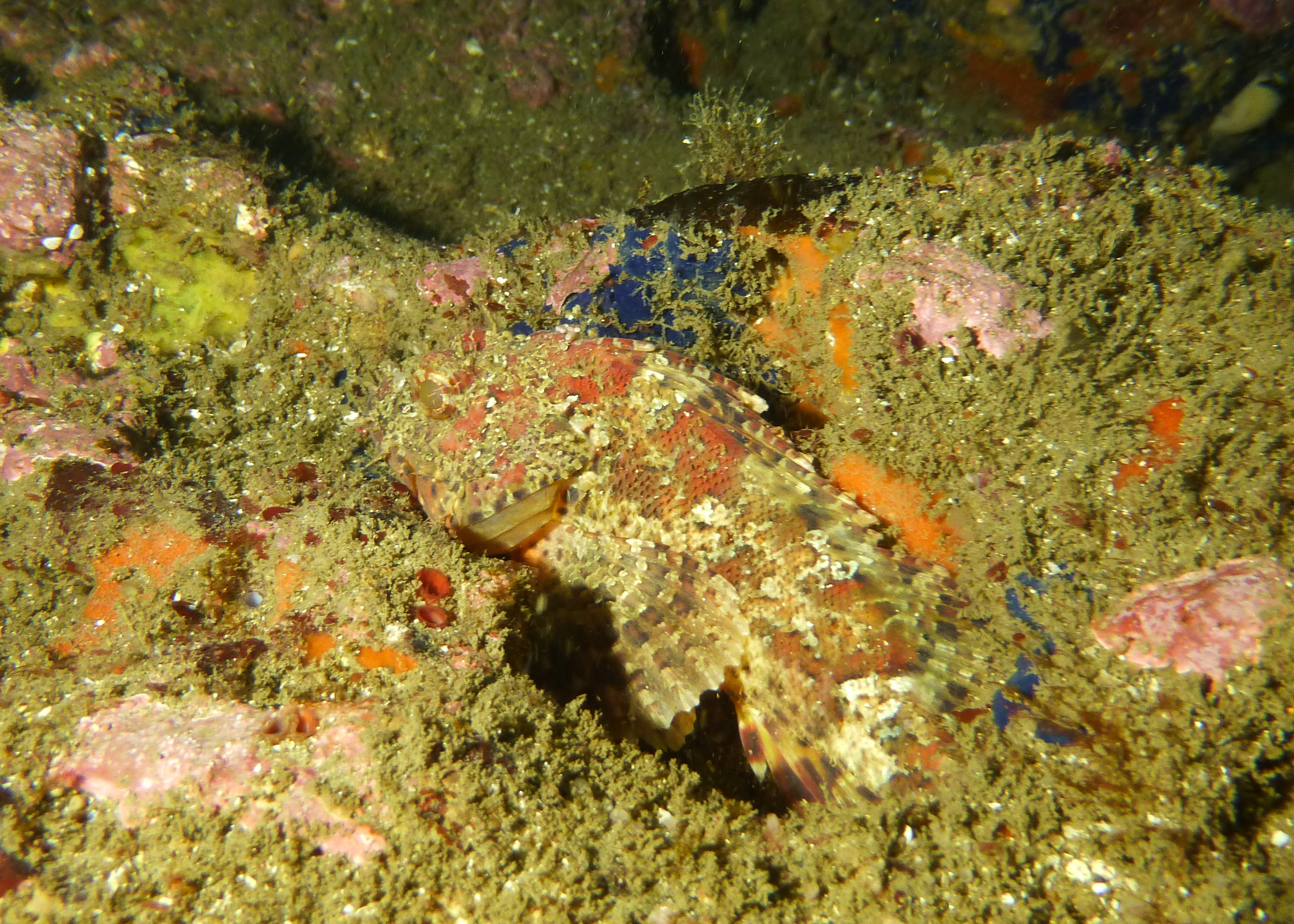 California spotted scorpionfish, Point Loma 2023.
