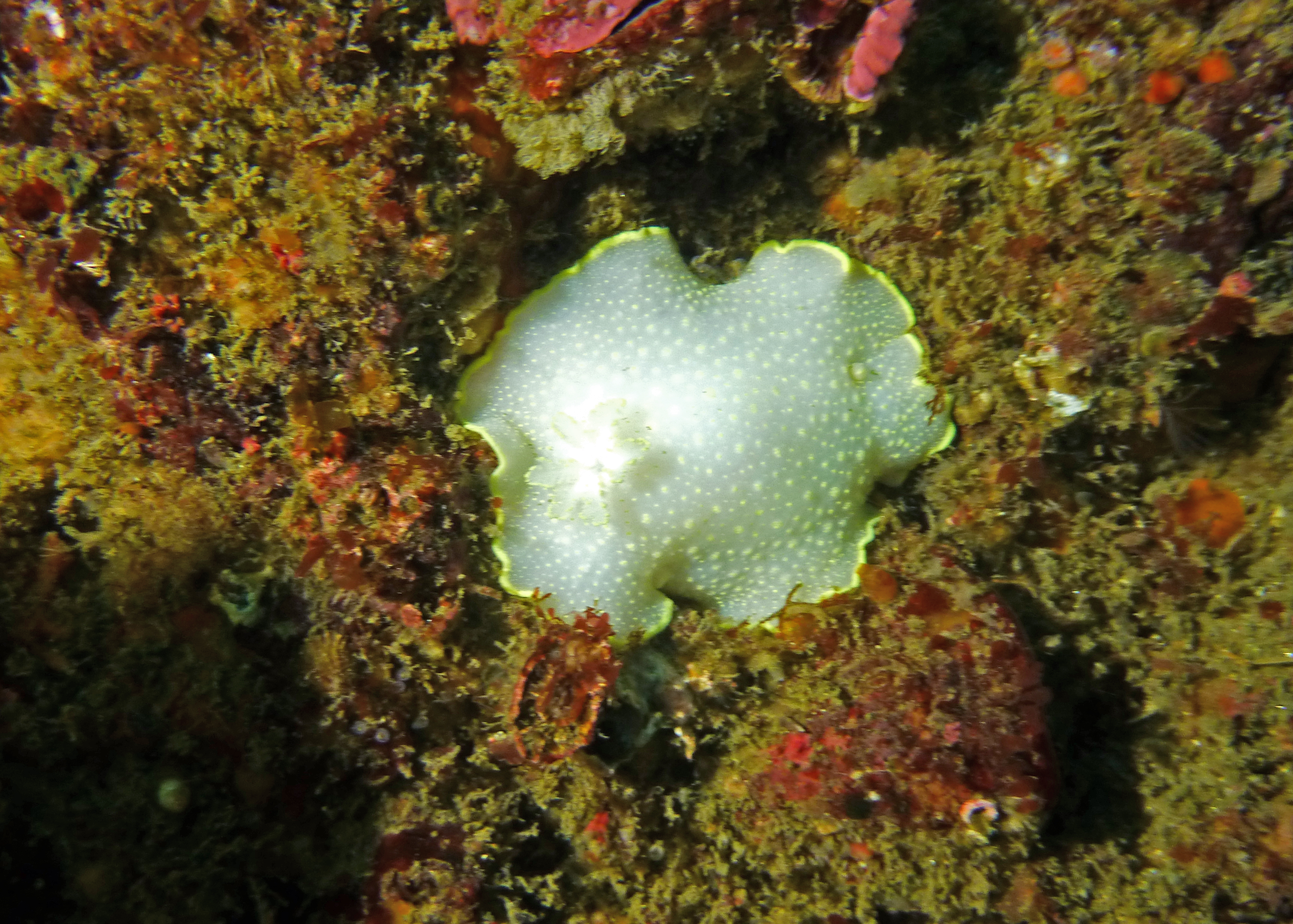 Cadlina luteomarginata nudibranch, Point Loma 2023.