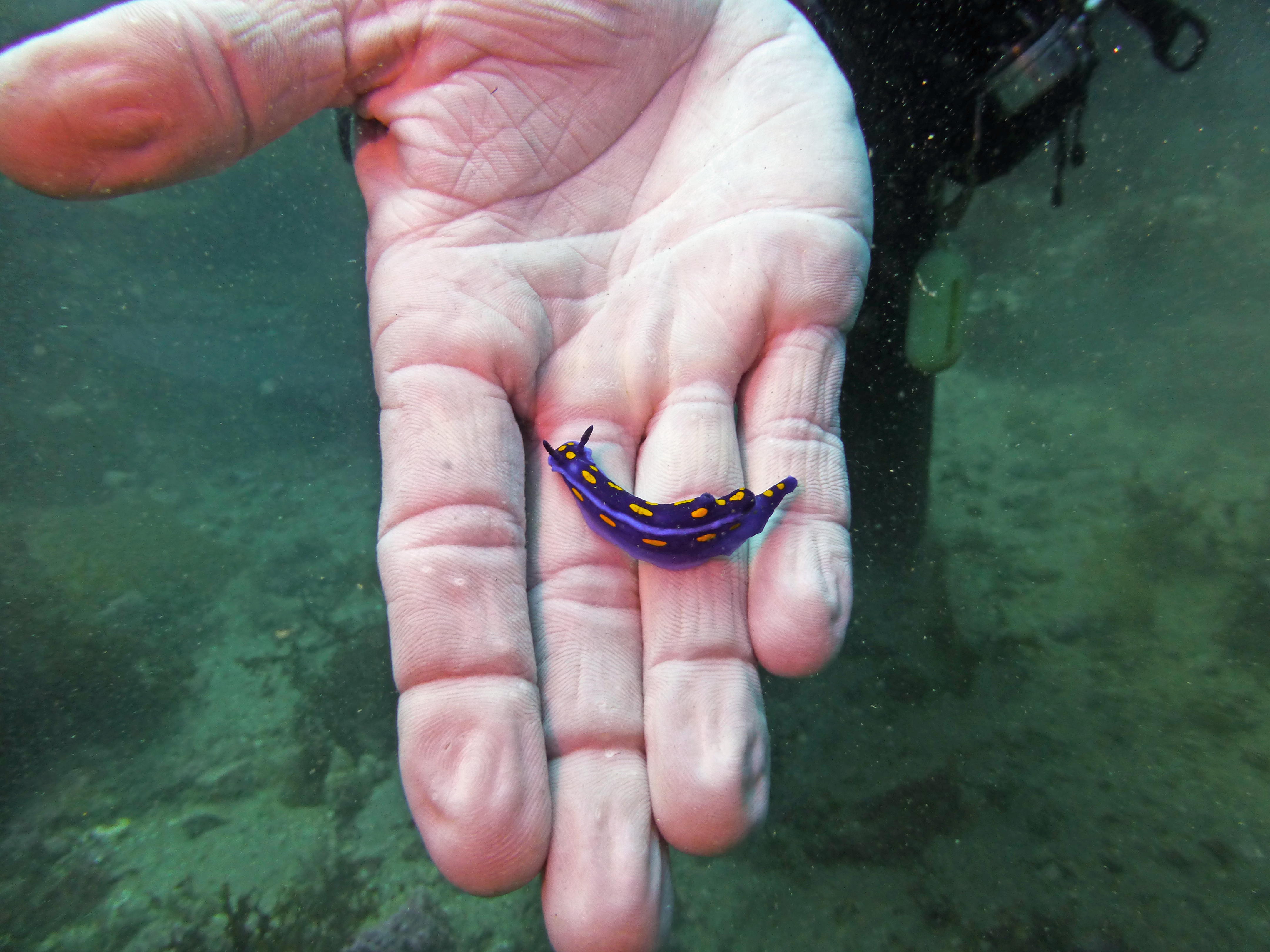California blue dorid, Catalina 2024.