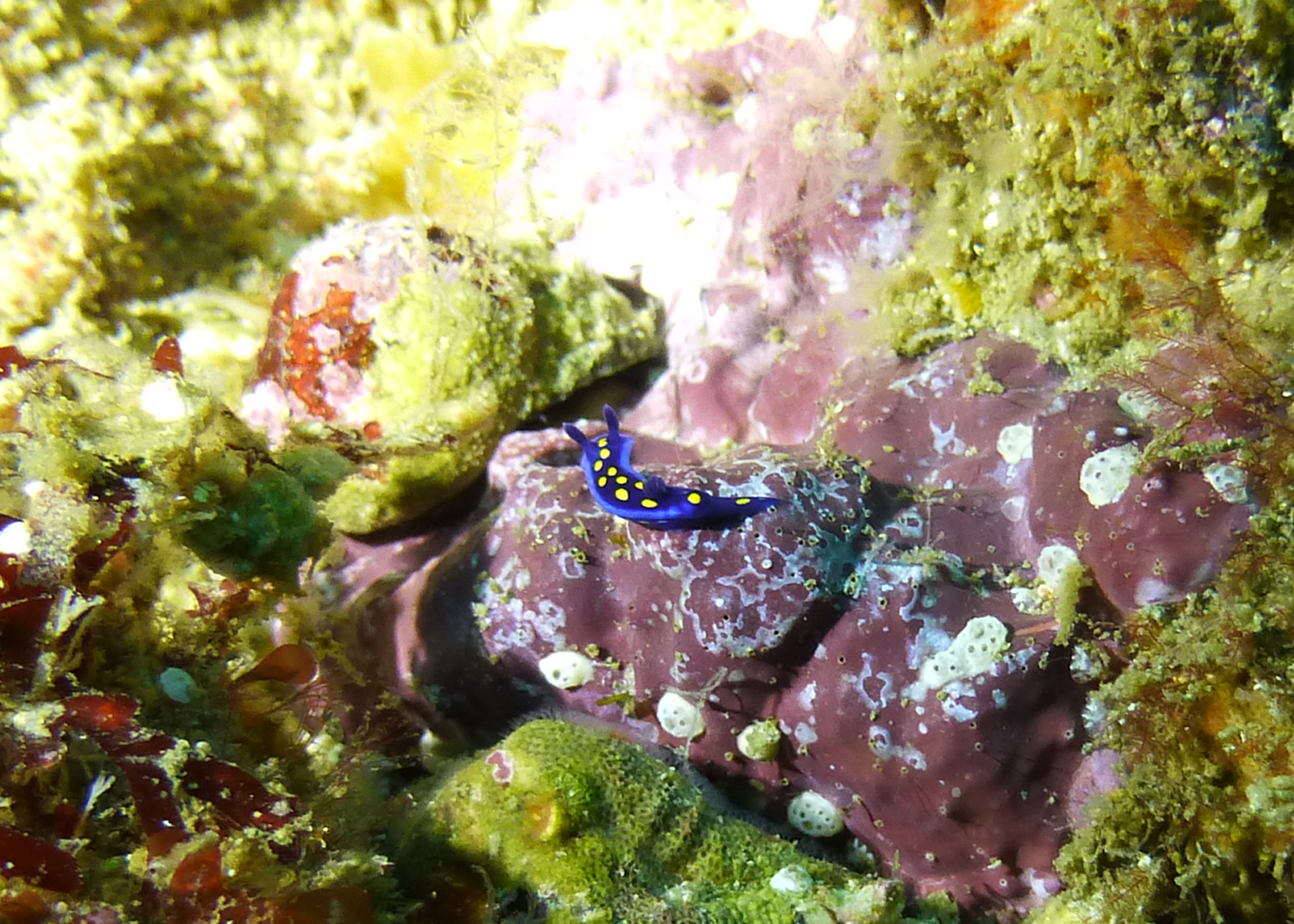 California blue dorid, Catalina 2024.